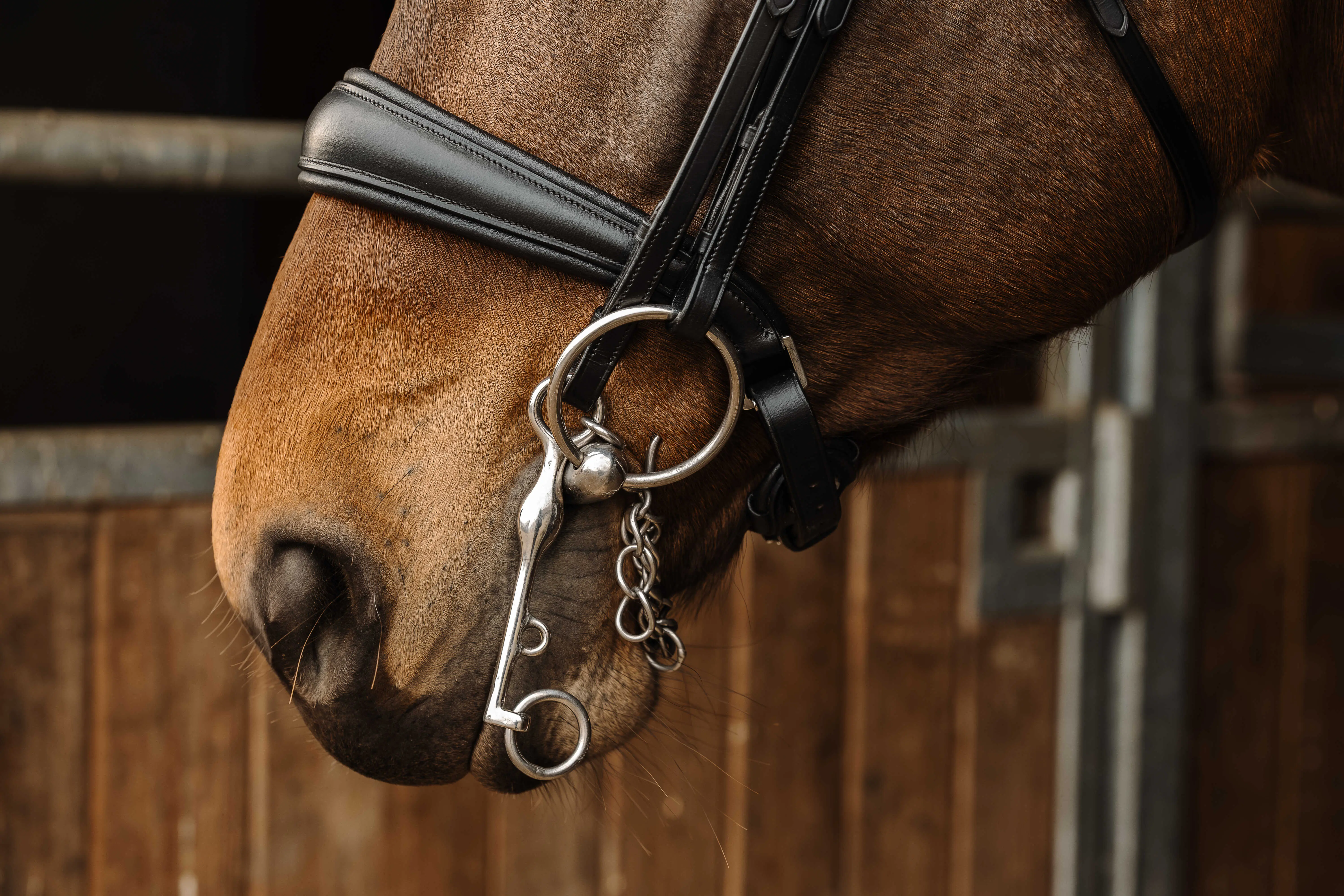 Norton - Basal - Bridle - Image 3