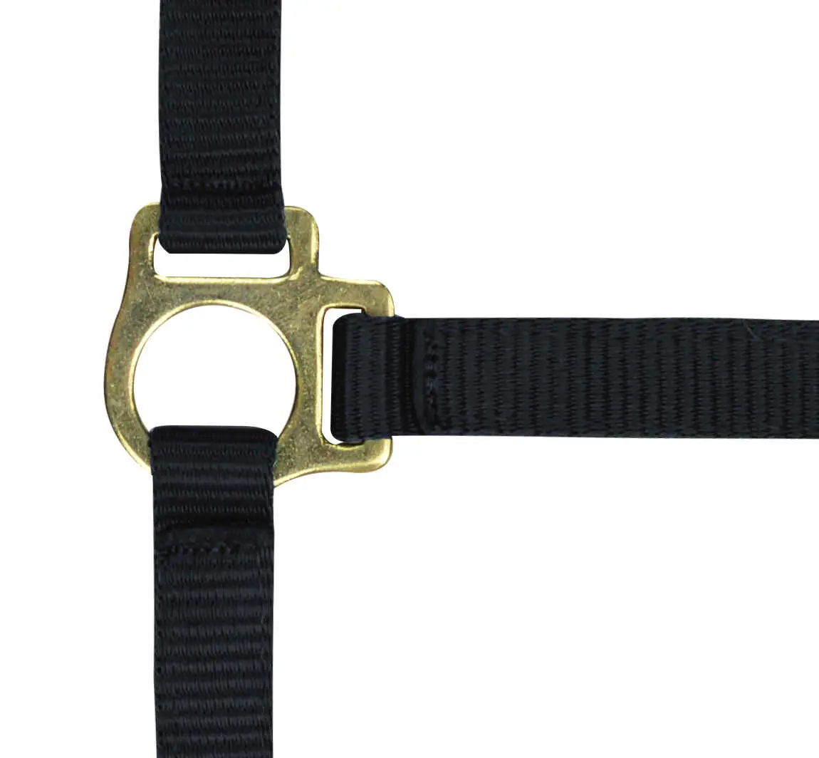 Norton Foal Headcollar & Lead Rope - Image 3