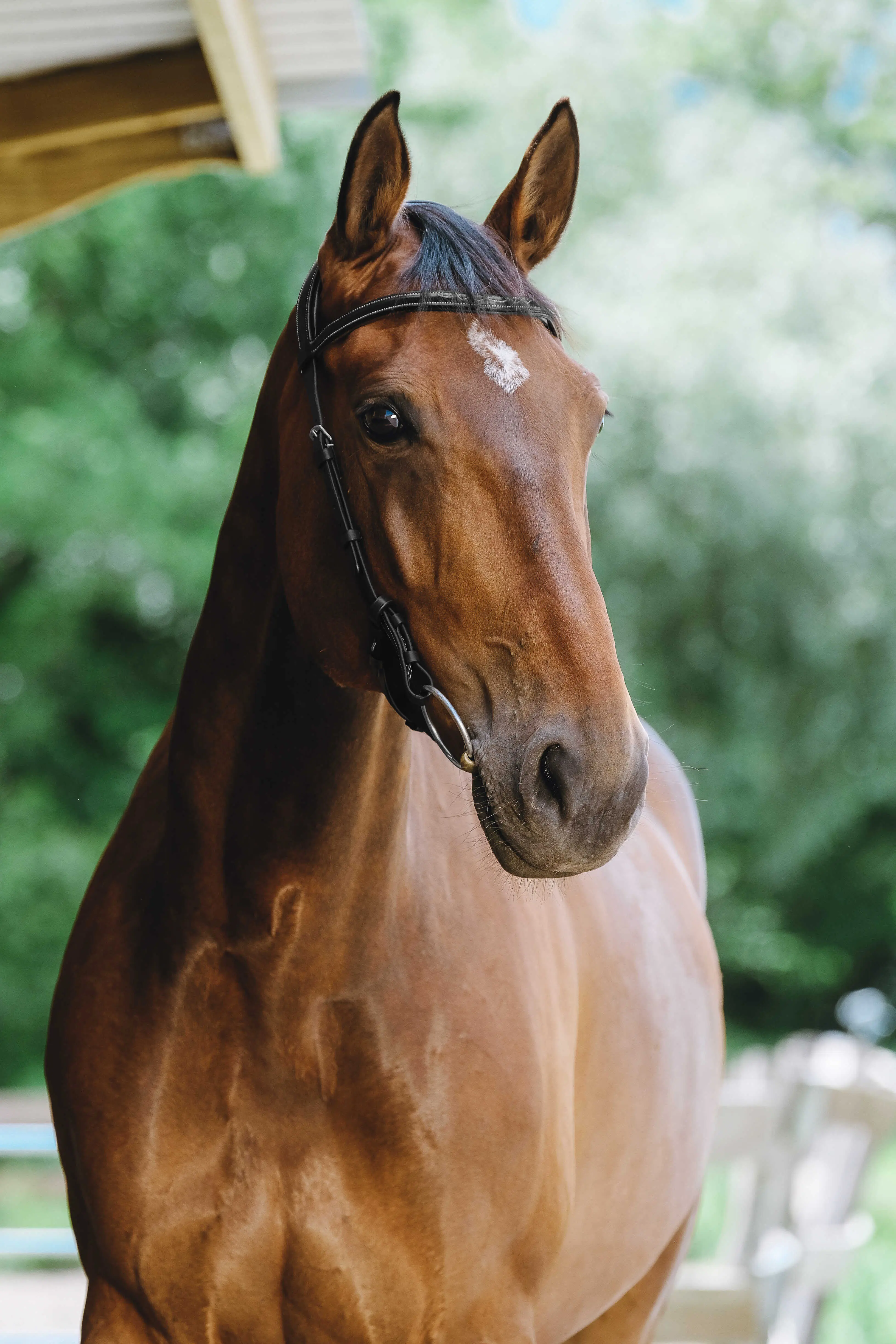 Norton - Freedom - Bridle