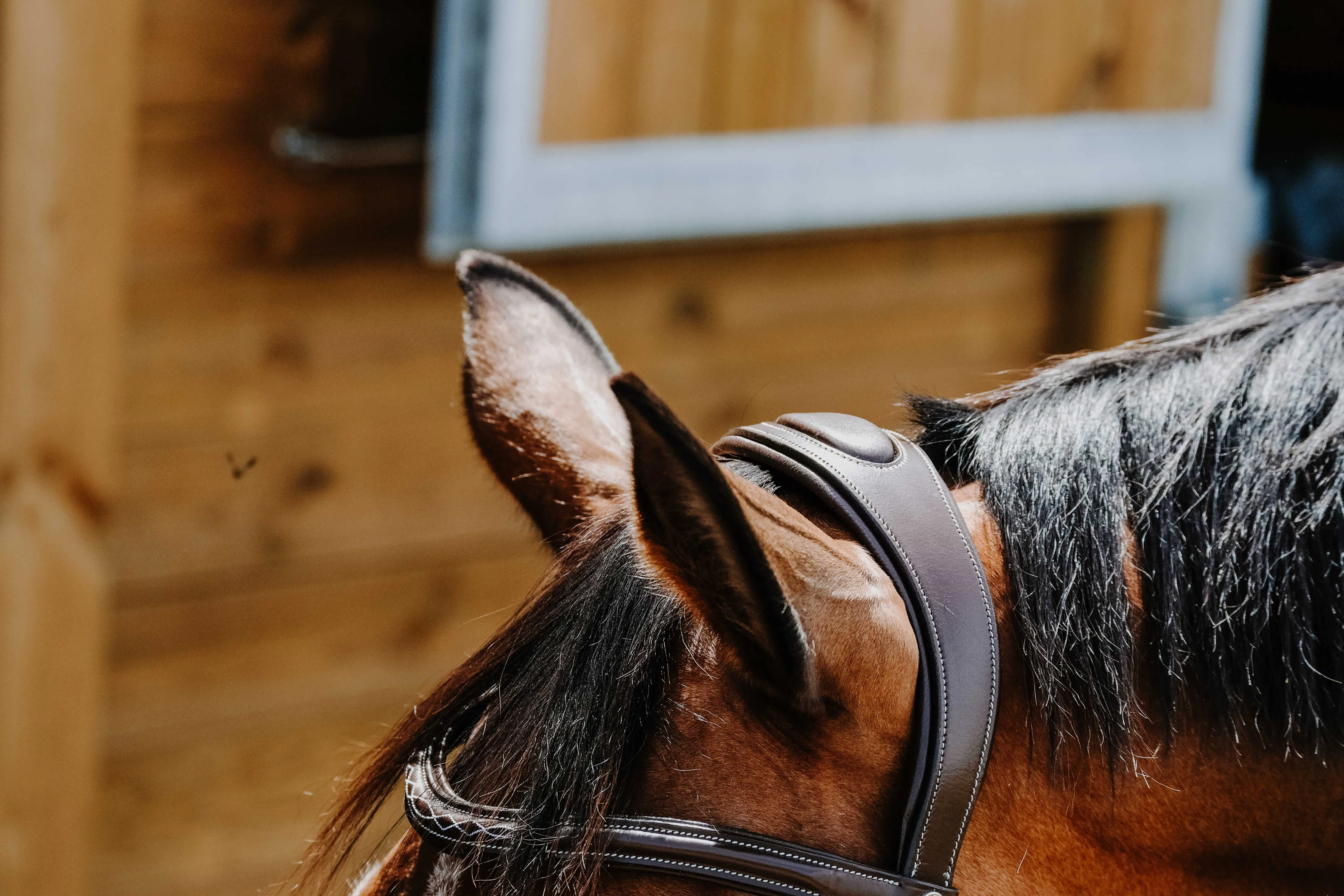 Norton - Freedom - Bridle - Image 5