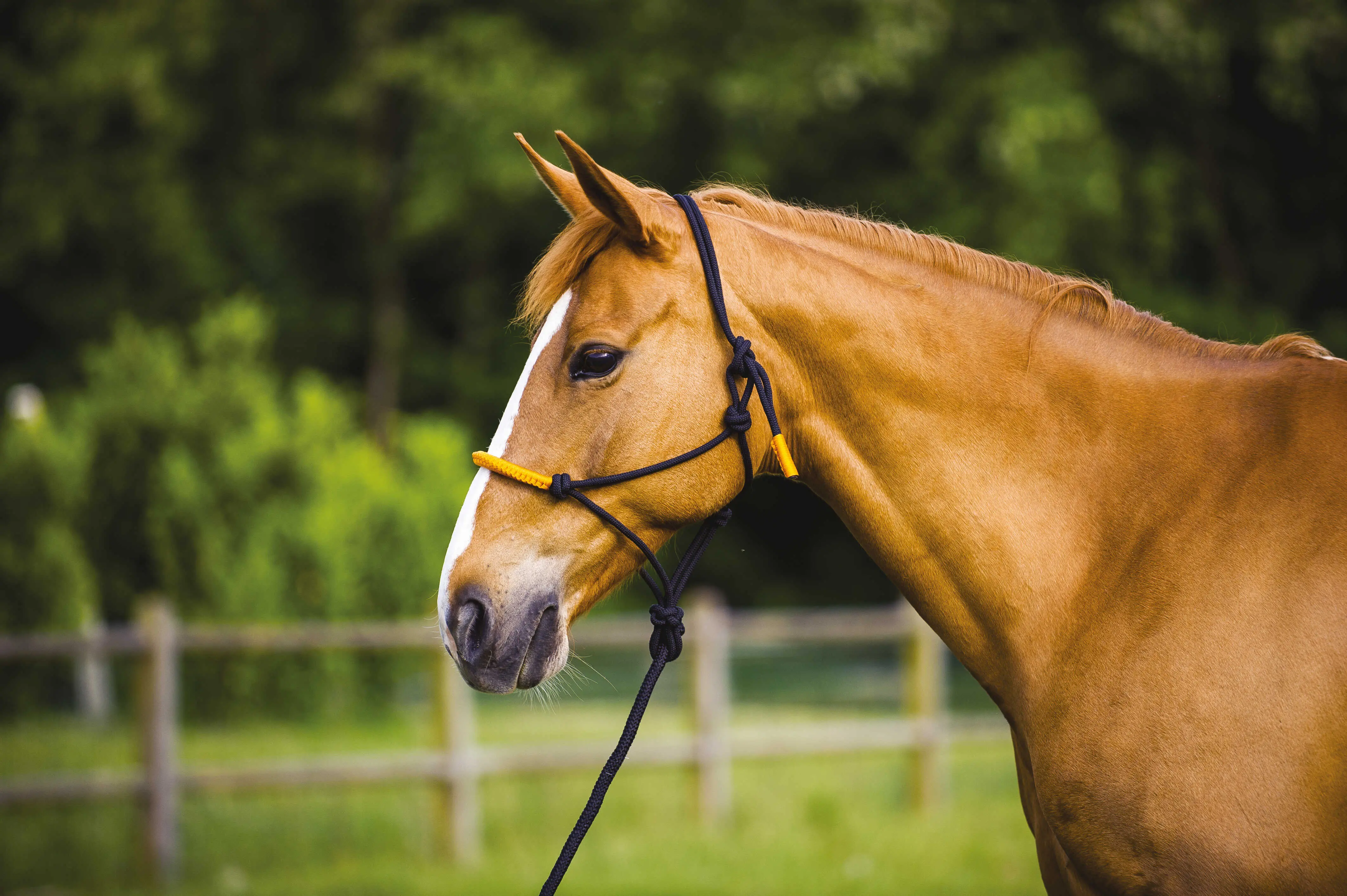 Norton Fun Colour Ethological Headcollar & Lead Rope - Image 4