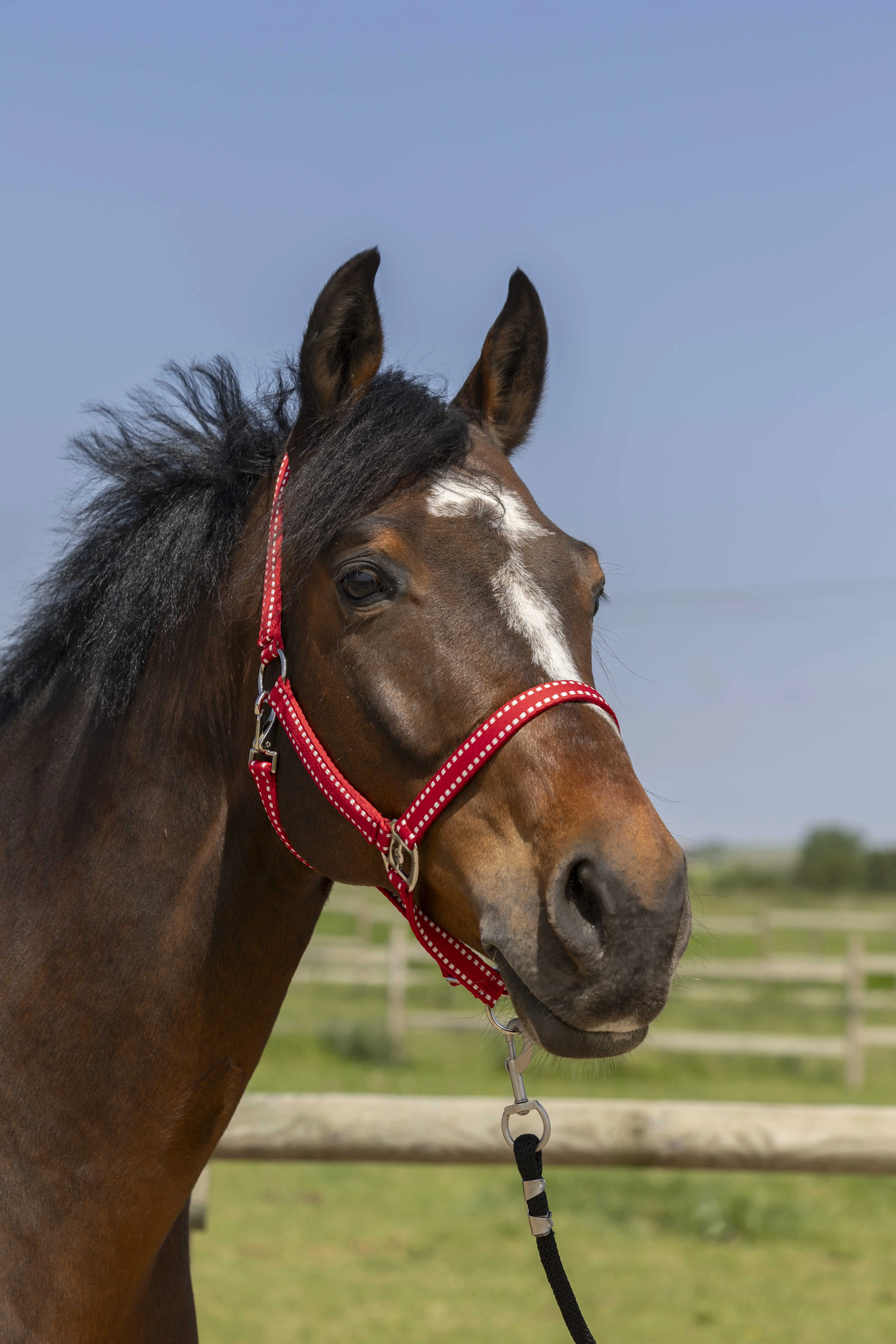 Norton Grooming Headcollar - Image 3