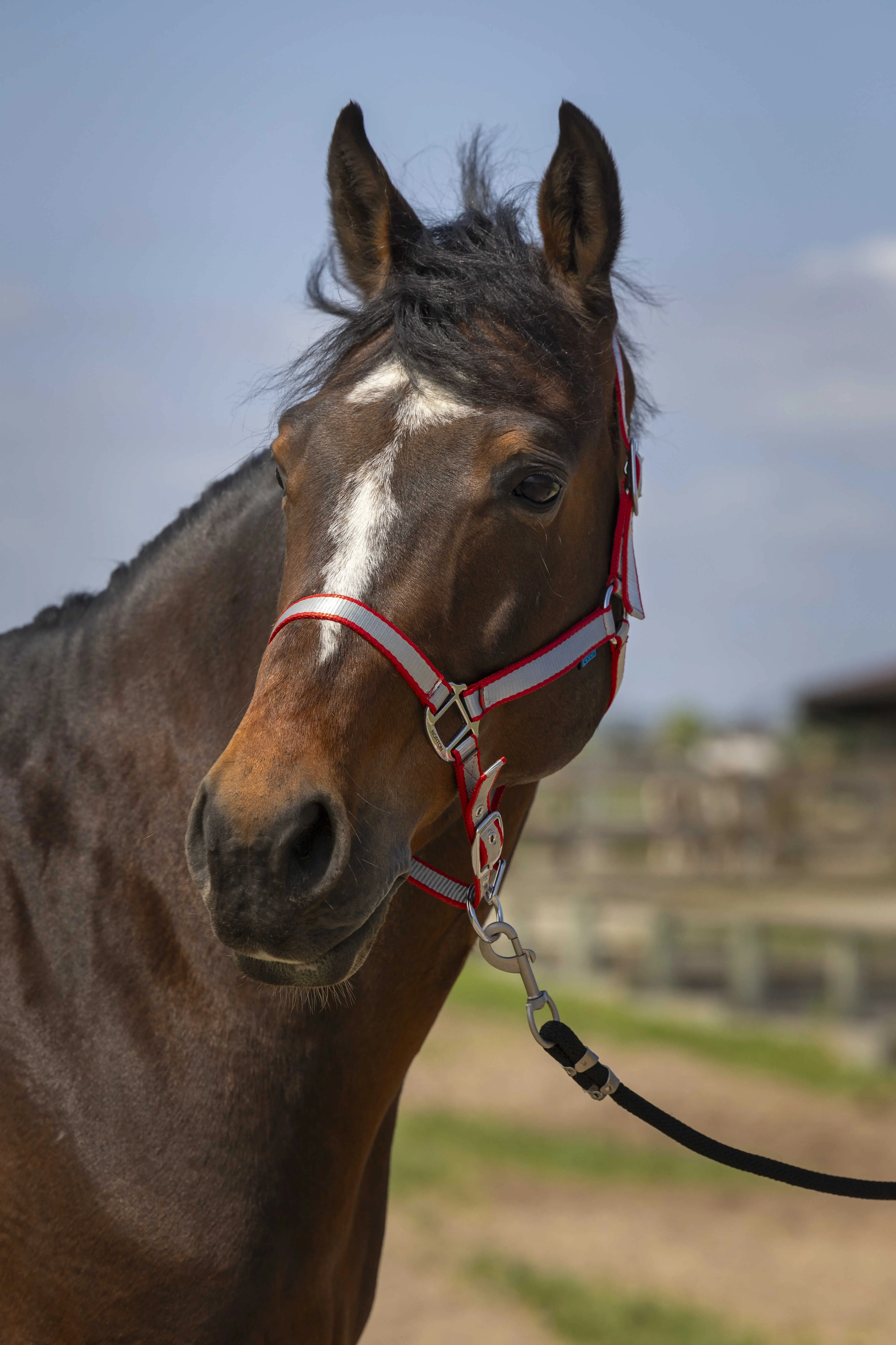 Norton Nylon Soft Headcollar - Image 2