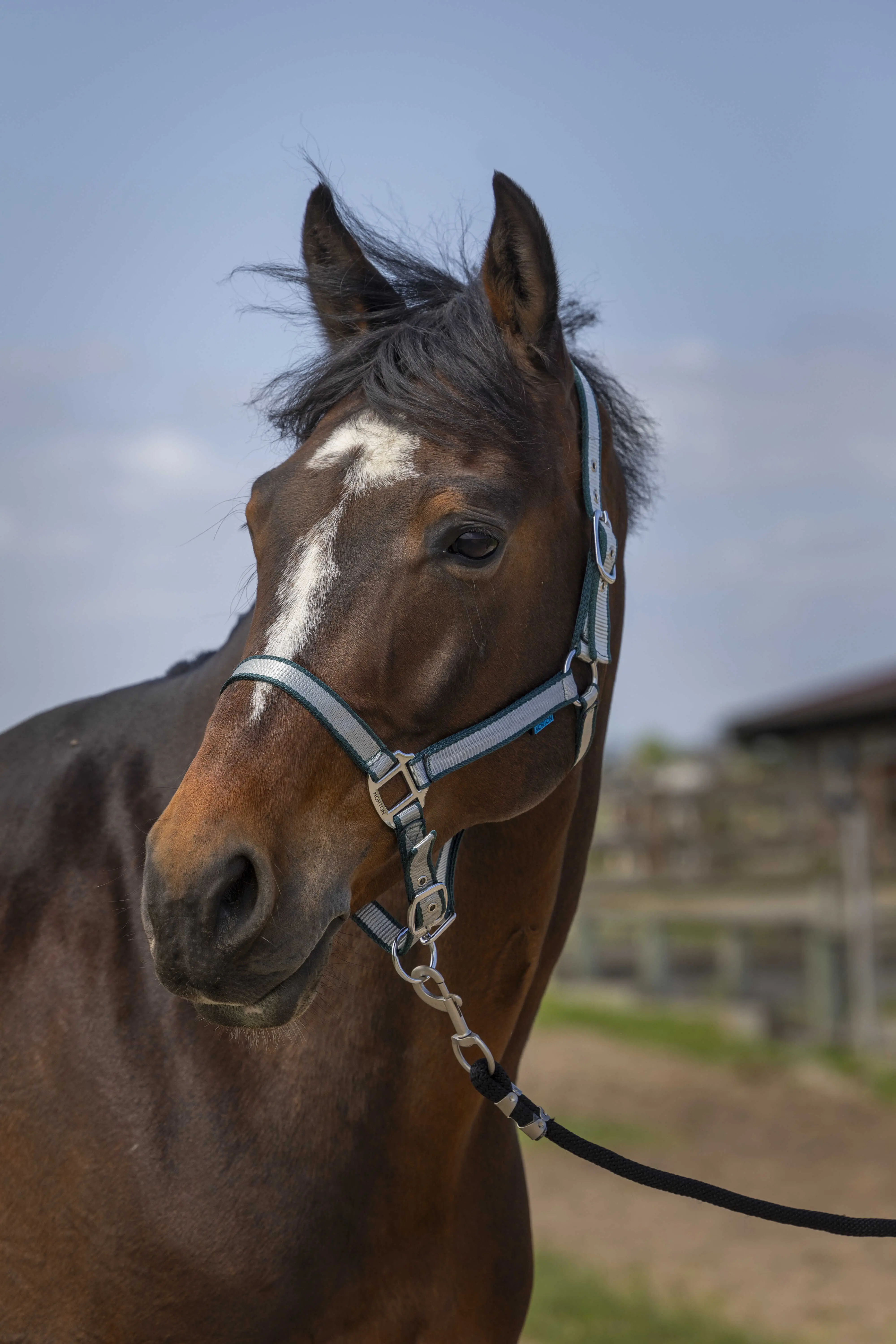Norton Nylon Soft Headcollar - Image 6