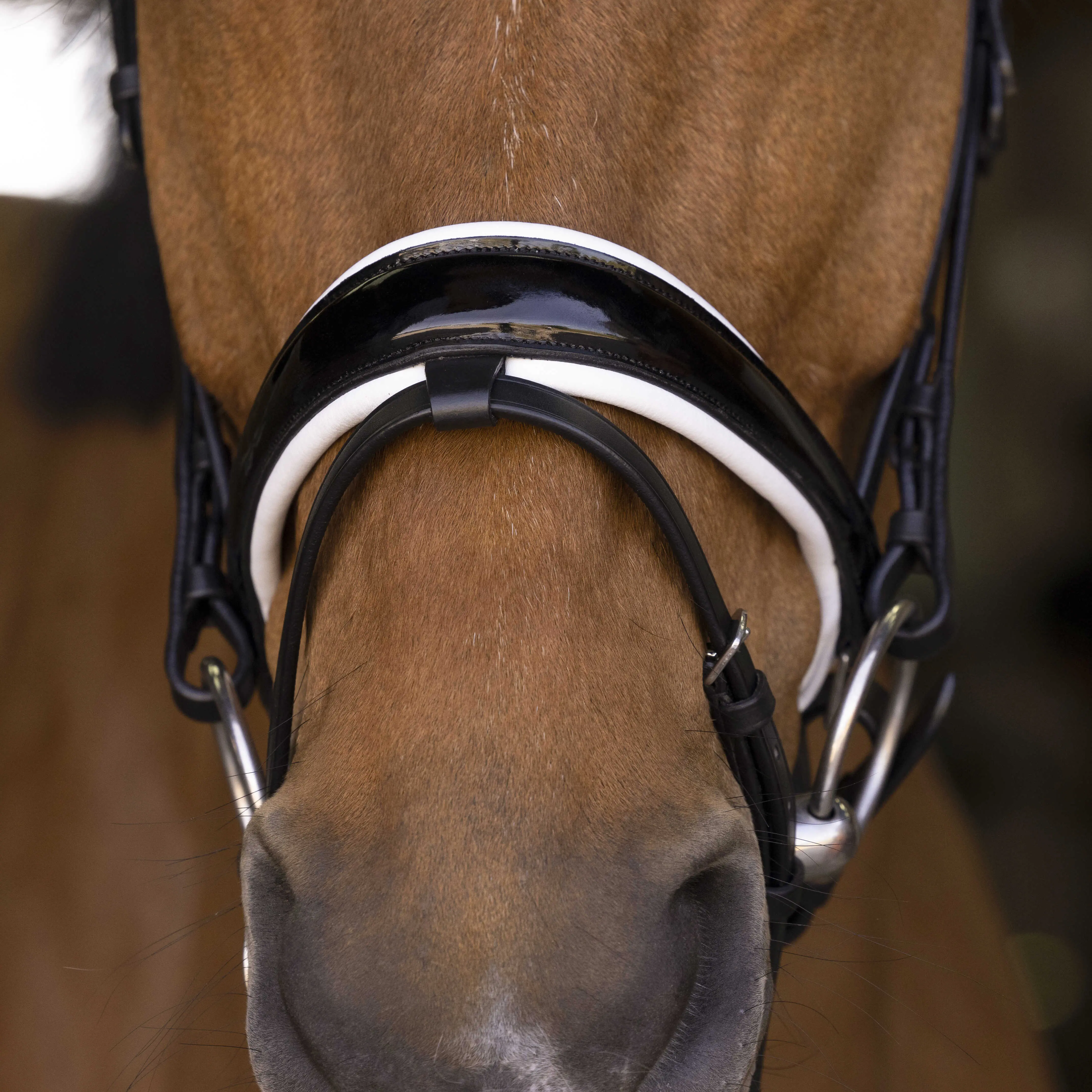 Norton Pro - Bella - Bridle