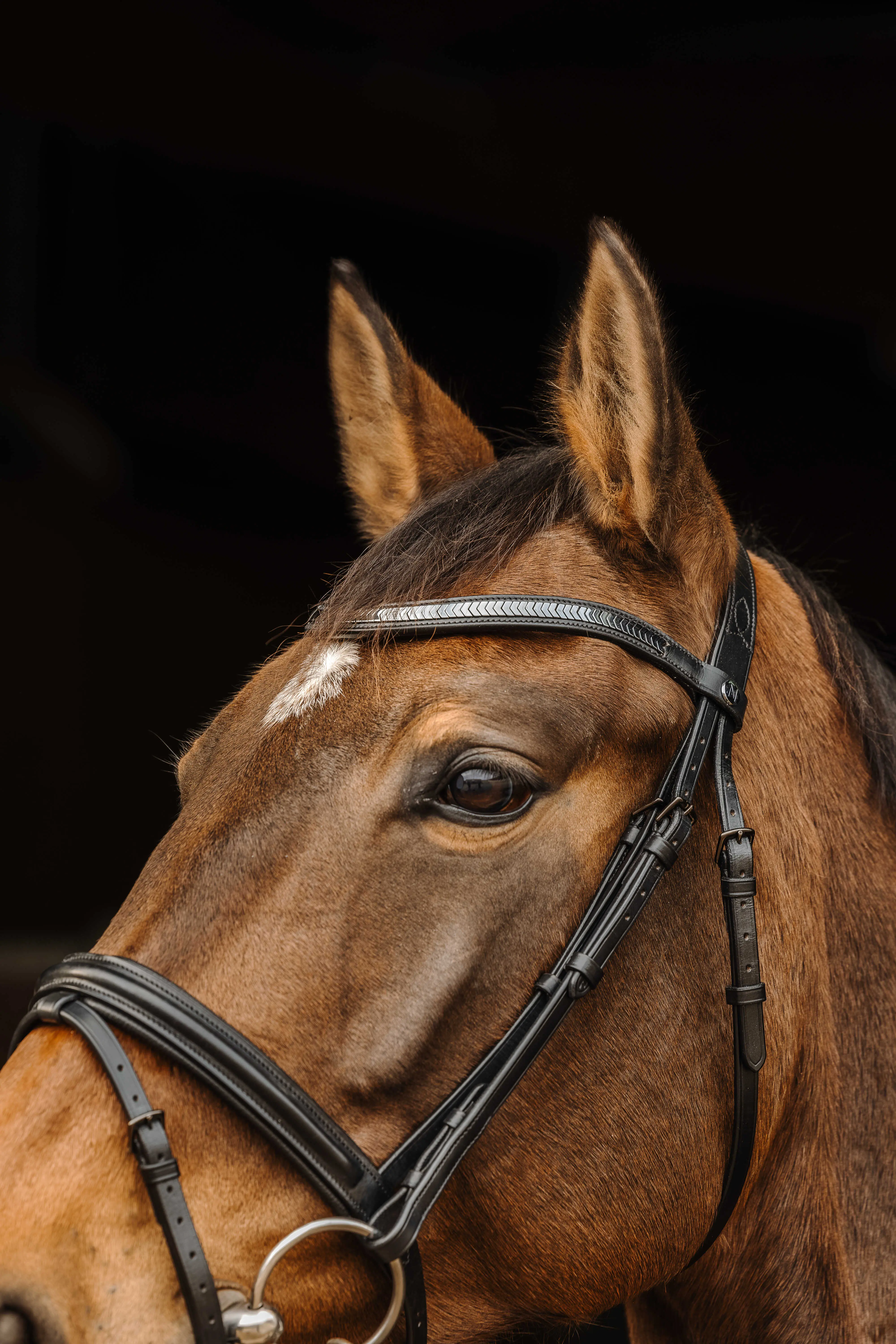 Norton Pro - Galon - Bridle - Image 2