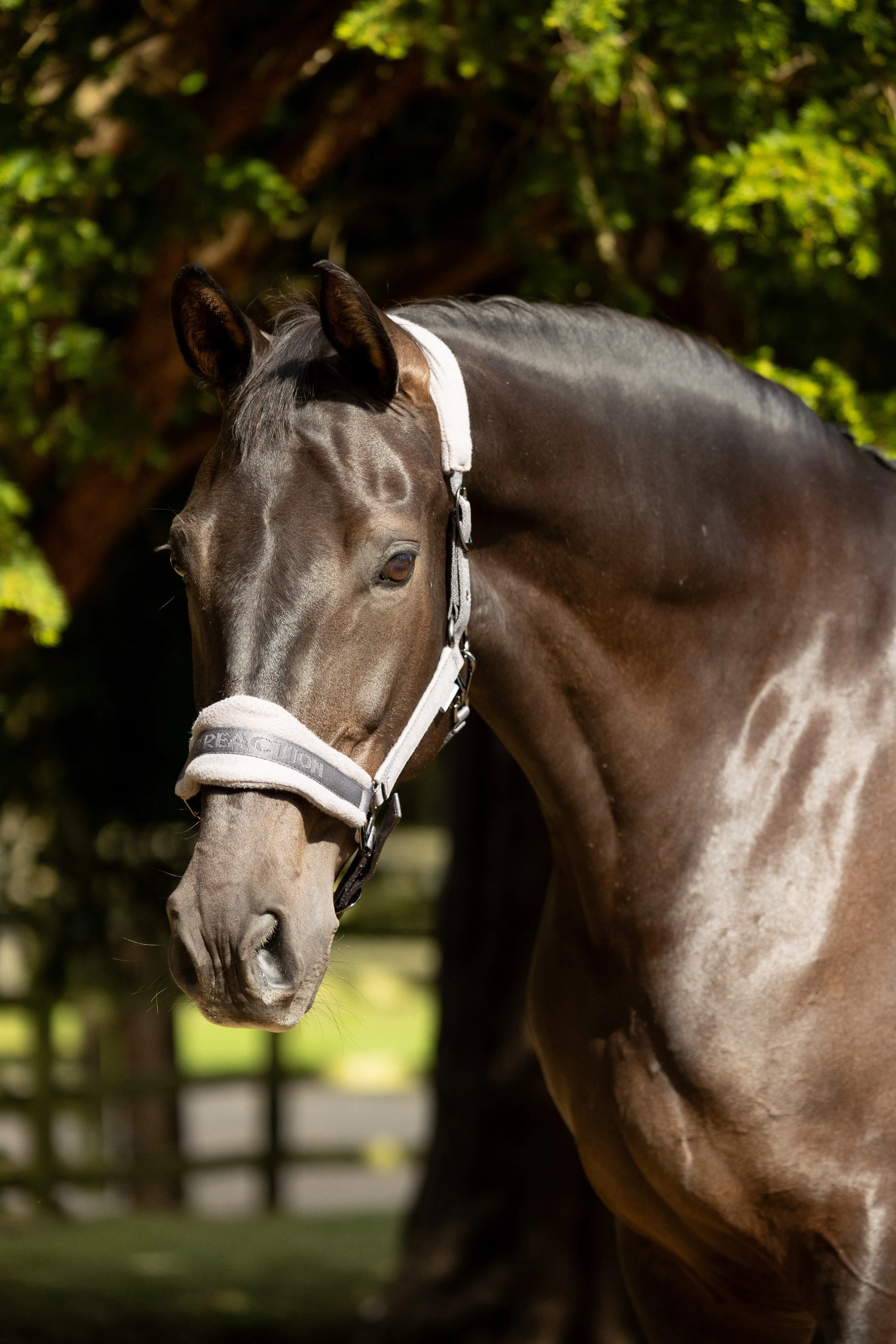 ProReaction Dura Fleece Head Collar by Hy Equestrian