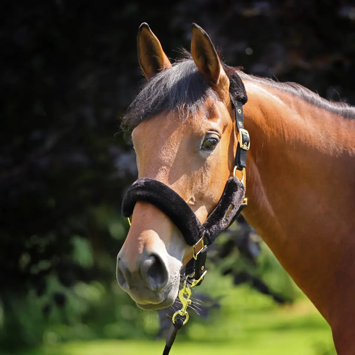 Shires ARMA Faux Fur Headcollar & Lead Rope - Image 15