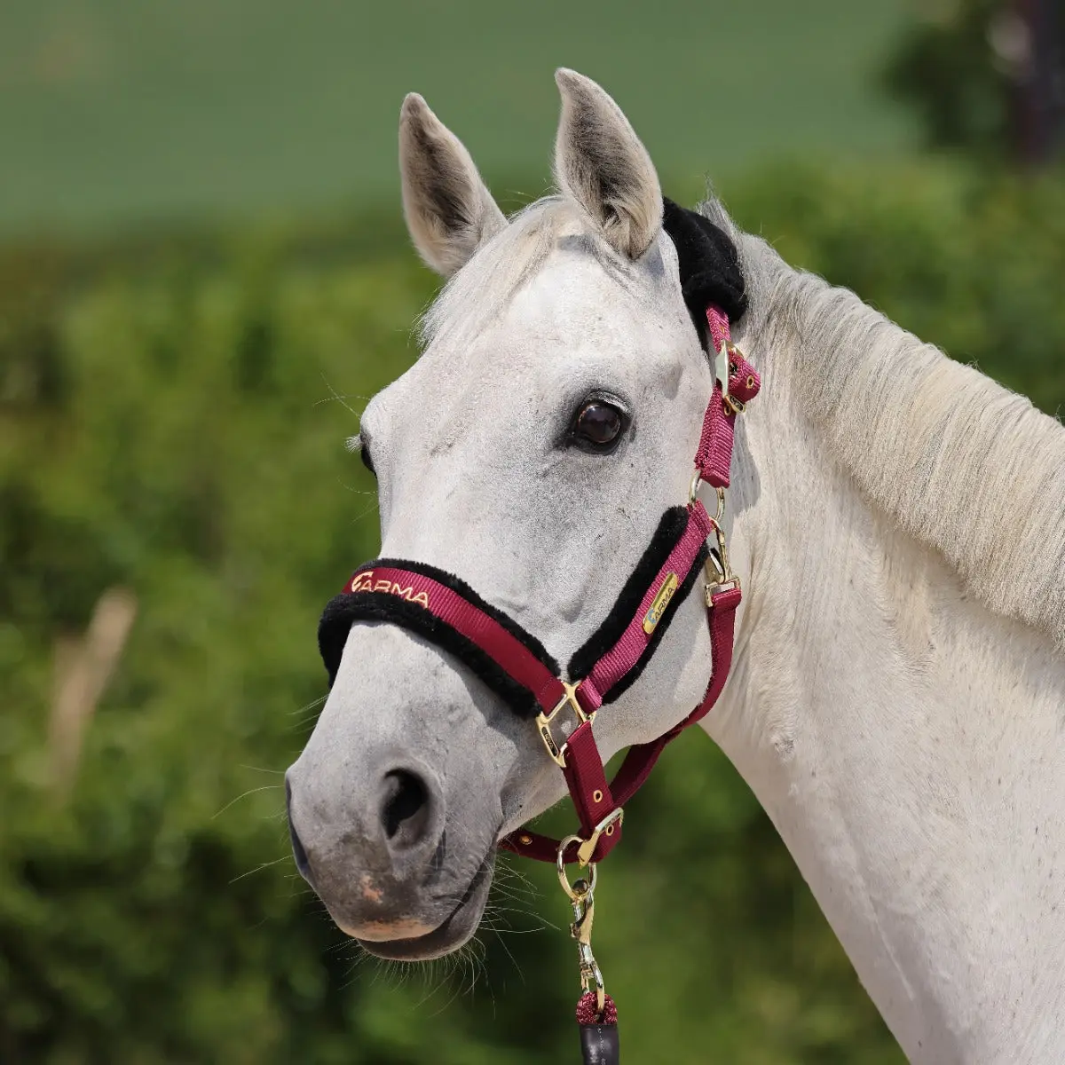 Shires ARMA Logo Headcollar & Lead Rope - Image 4
