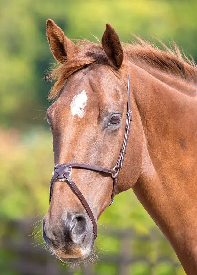 Shires Velociti GARA Mexican Noseband - Image 8