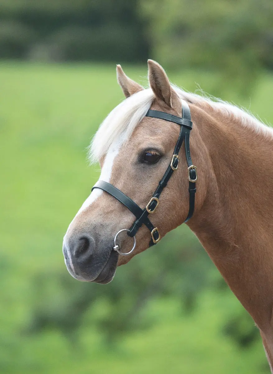 Shires Blenheim Plain Inhand Bridle - Image 9