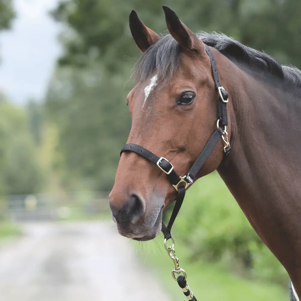 Shires Control Headcollar - Image 4