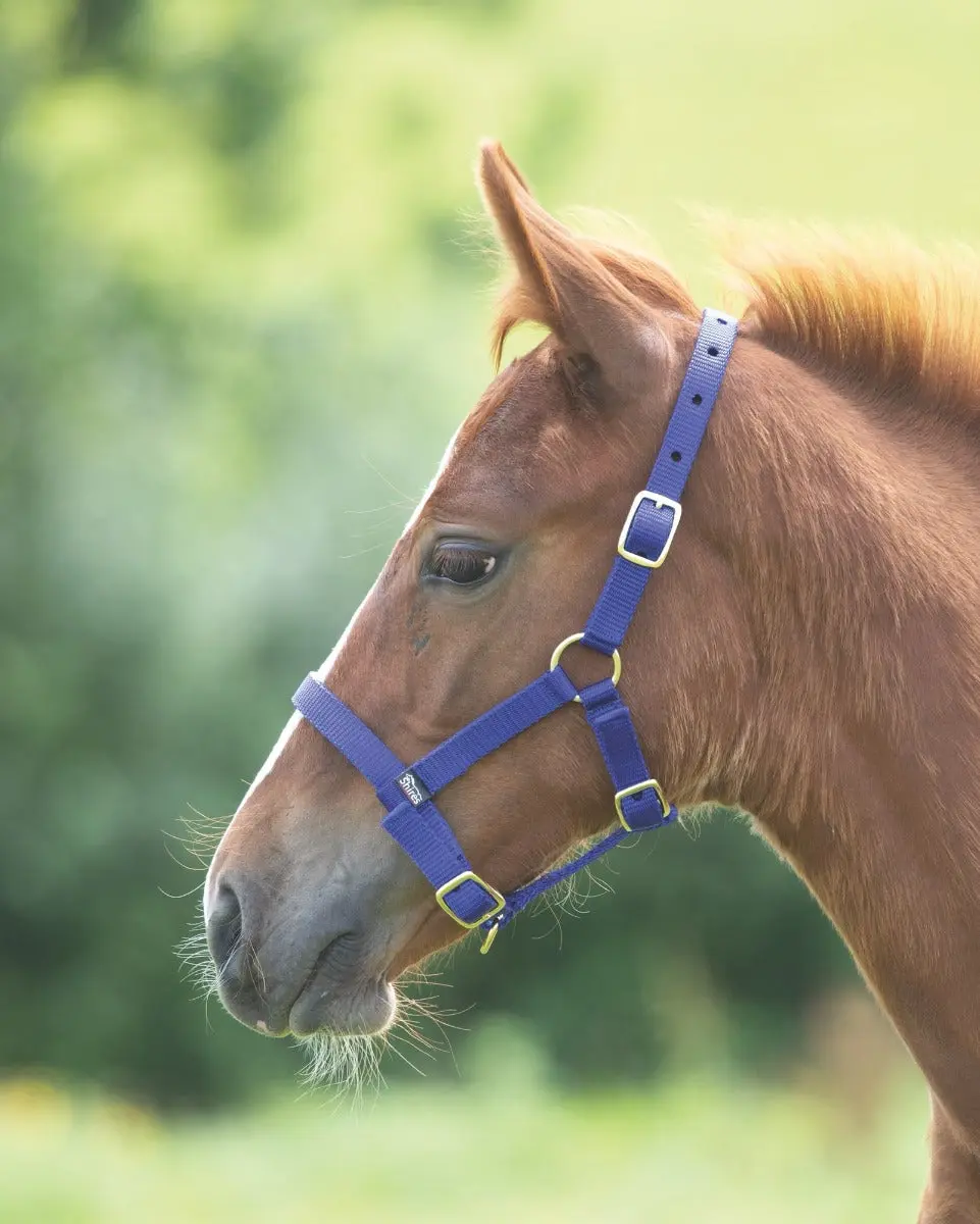Shires Foal Nylon Headcollar - Image 4