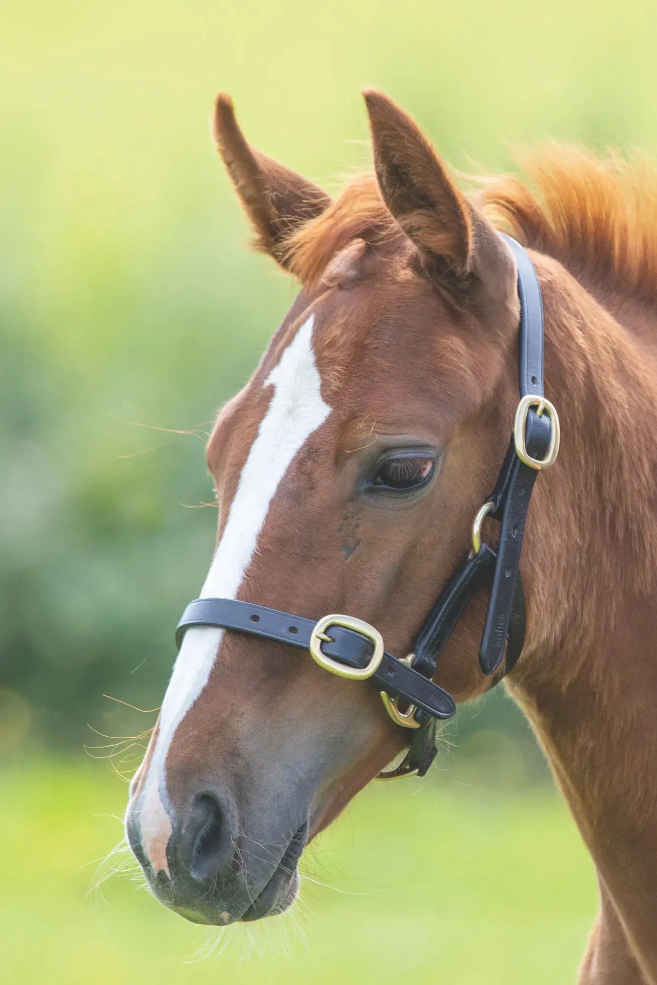 Shires GARA Adjustable Leather Headcollar - Image 9