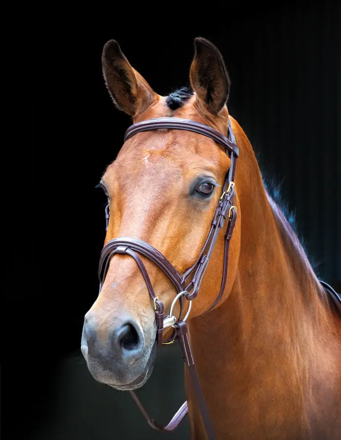 Shires Salisbury Bodenham Flash Bridle - Image 10