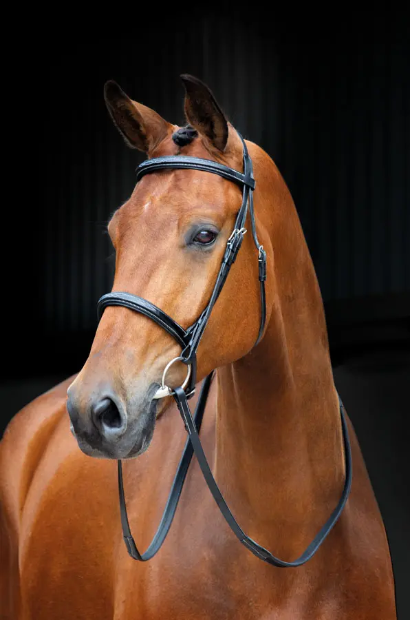 Shires Salisbury Fairford Bridle - Image 5
