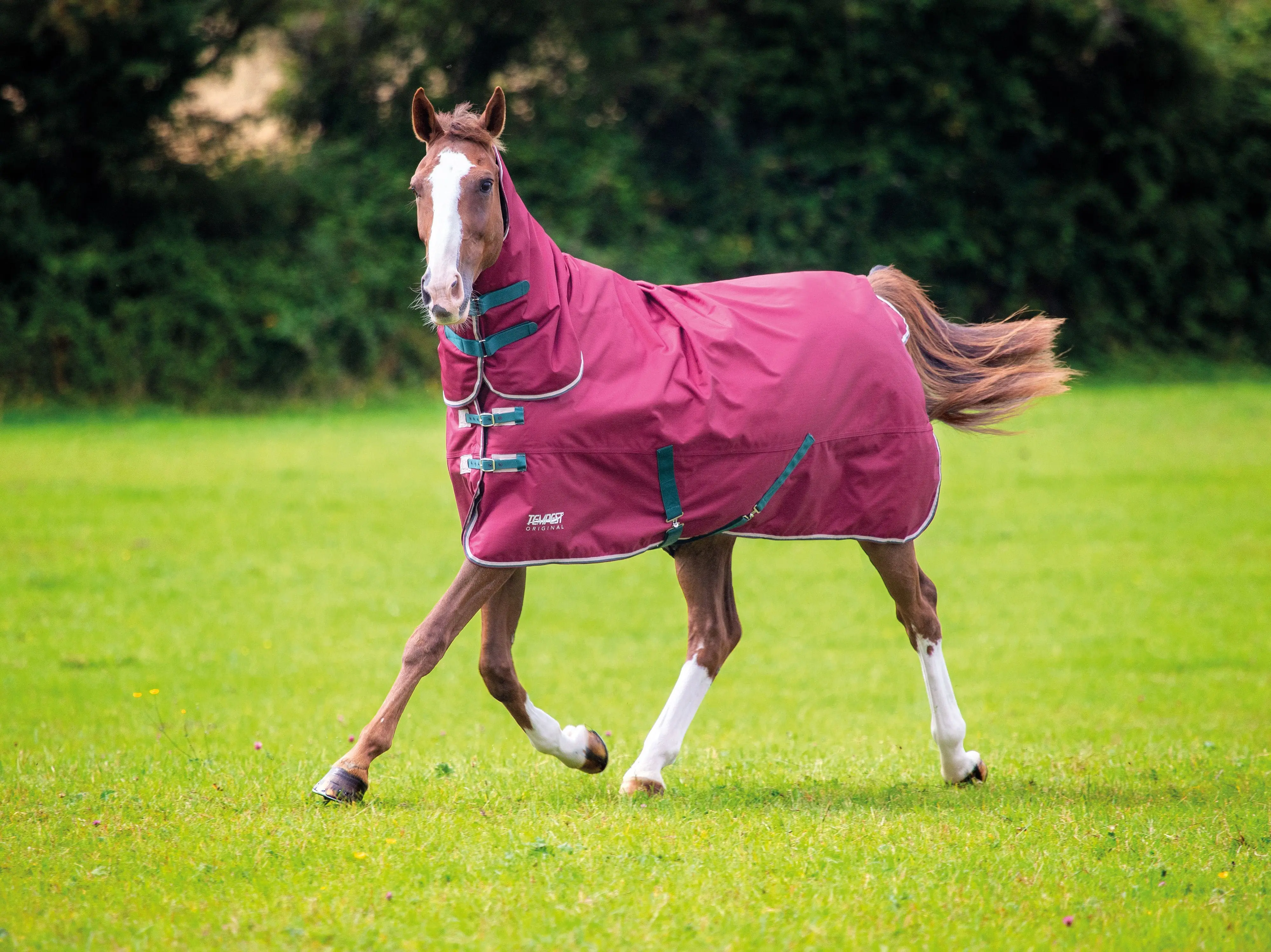 Shires Tempest Original 200g Maroon Combo Turnout Rug - Image 13