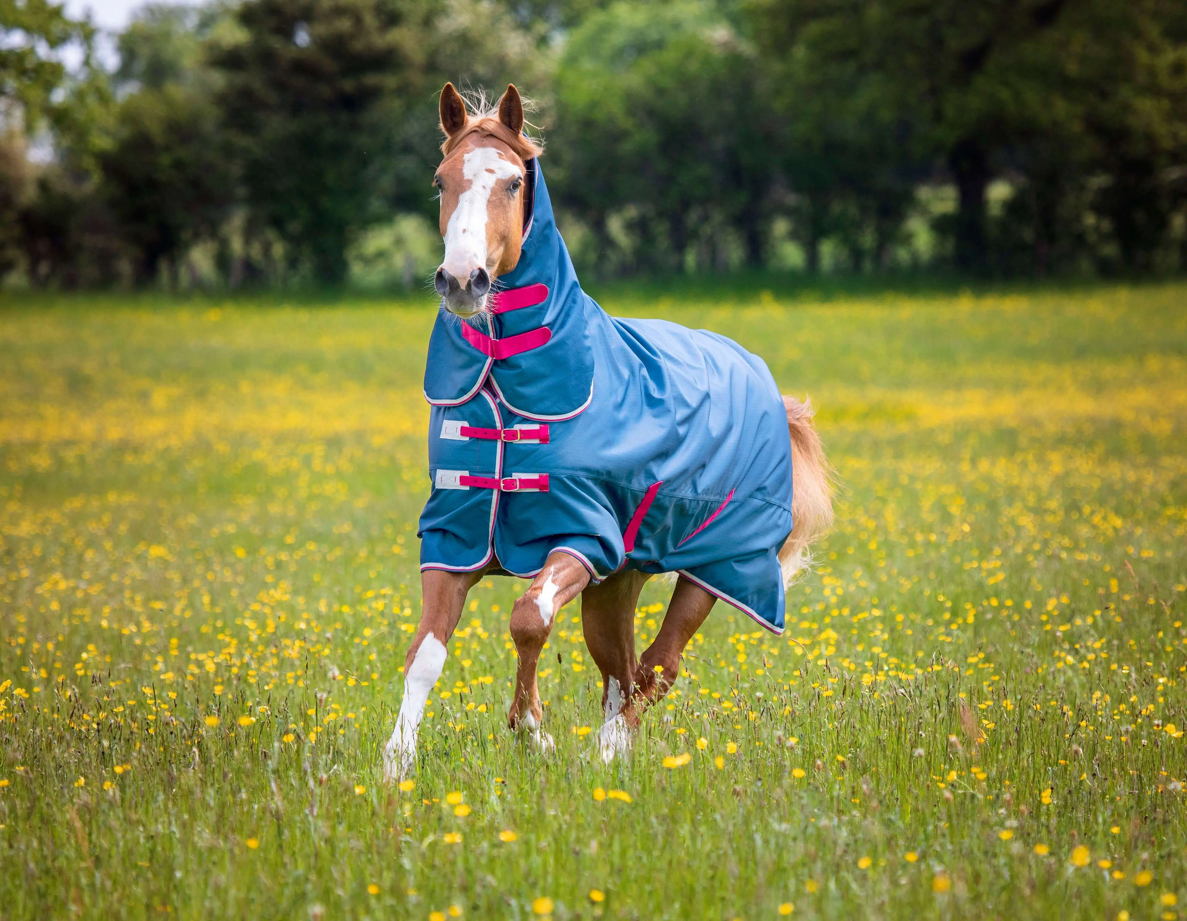 Shires Tempest Original Lite Teal Combo Turnout Rug - Image 13