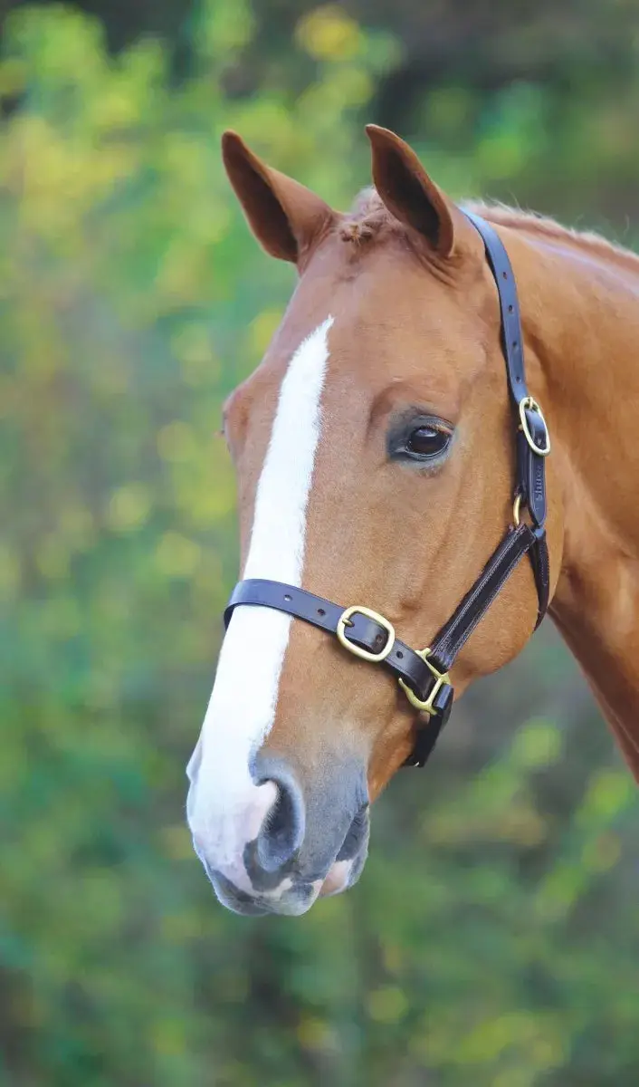 Shires Velociti GARA Fully Adjustable Leather Headcollar - Image 12