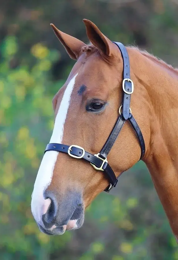 Shires Velociti GARA Fully Adjustable Leather Headcollar - Image 9