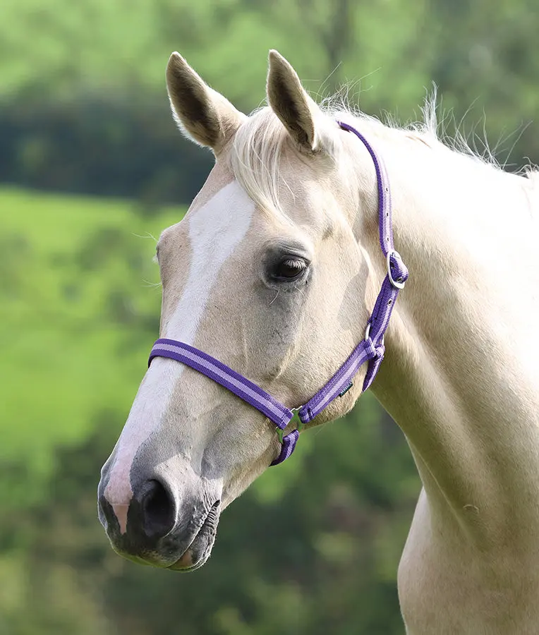 Shires Wessex Nylon Headcollars - Image 16