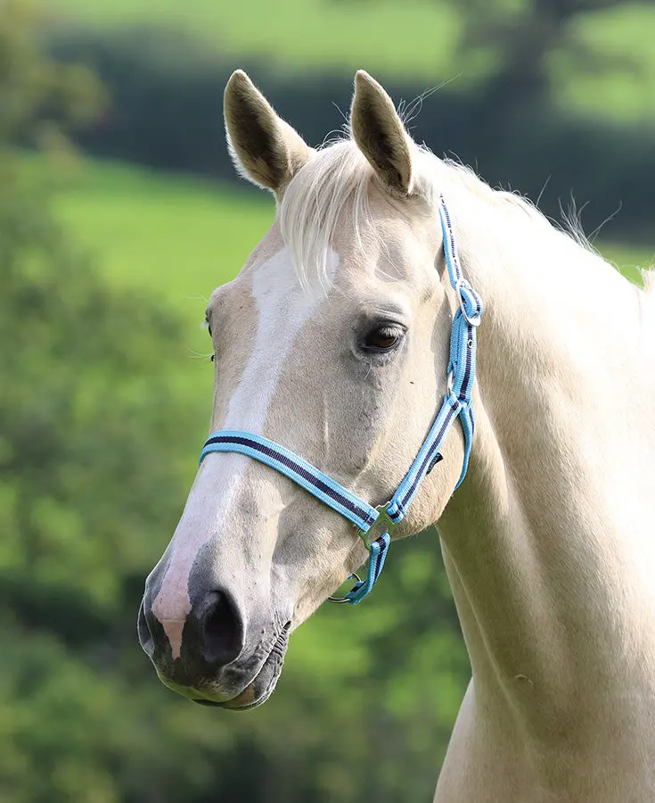 Shires Wessex Nylon Headcollars - Image 23
