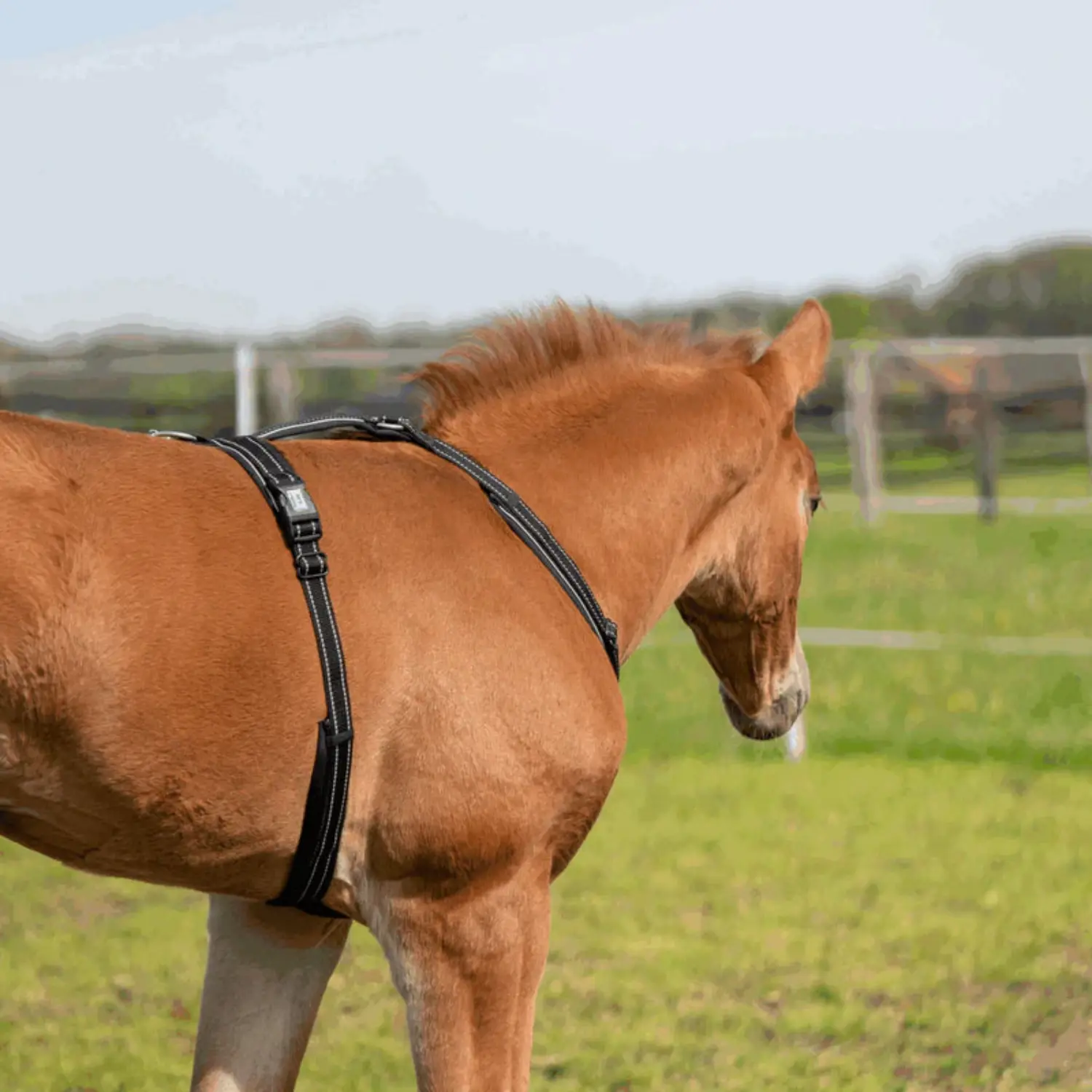 Sprenger Black Foal Harness - Image 2