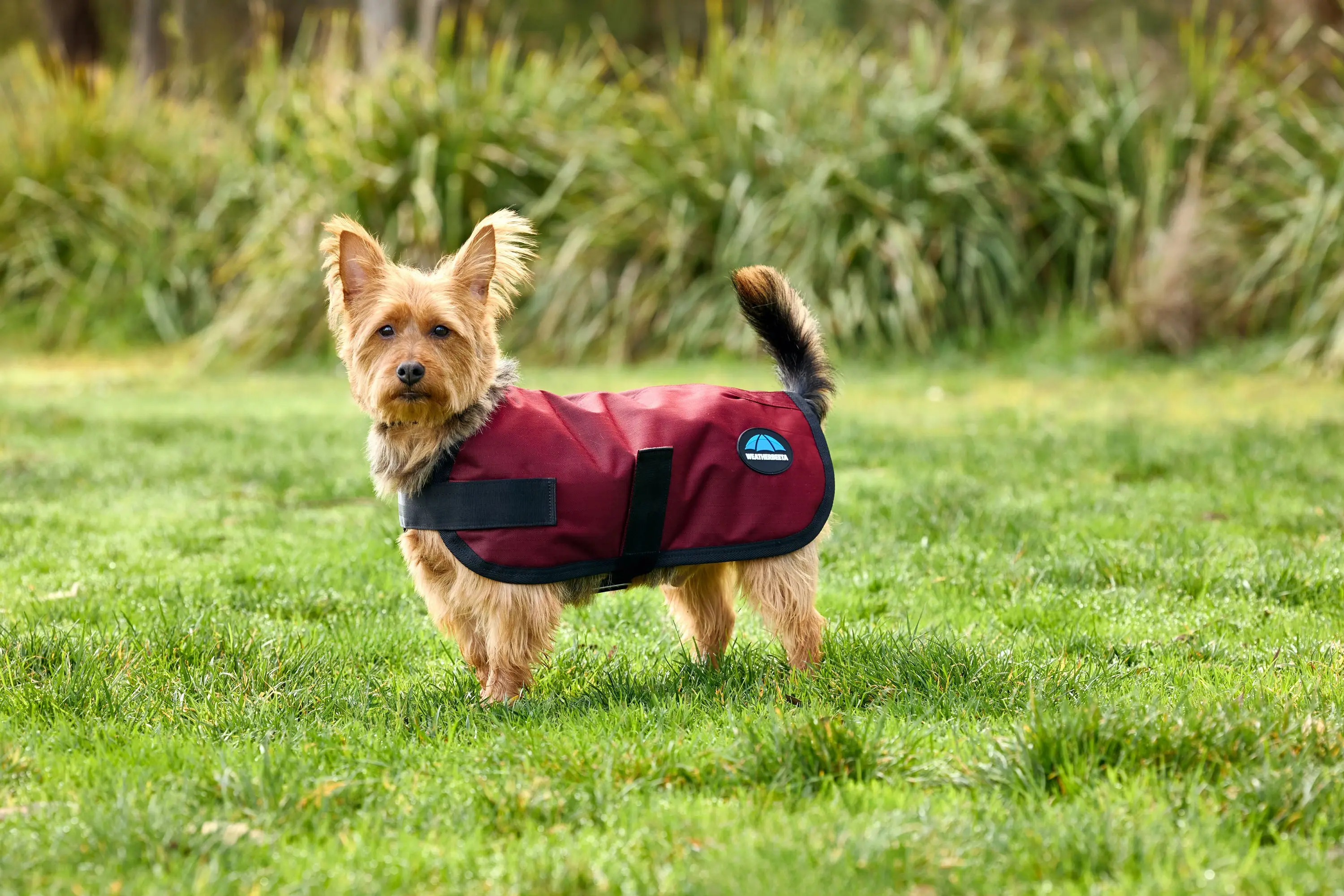 Weatherbeeta Comfitec Classic Waterproof Dog Coat Burgundy - Image 6