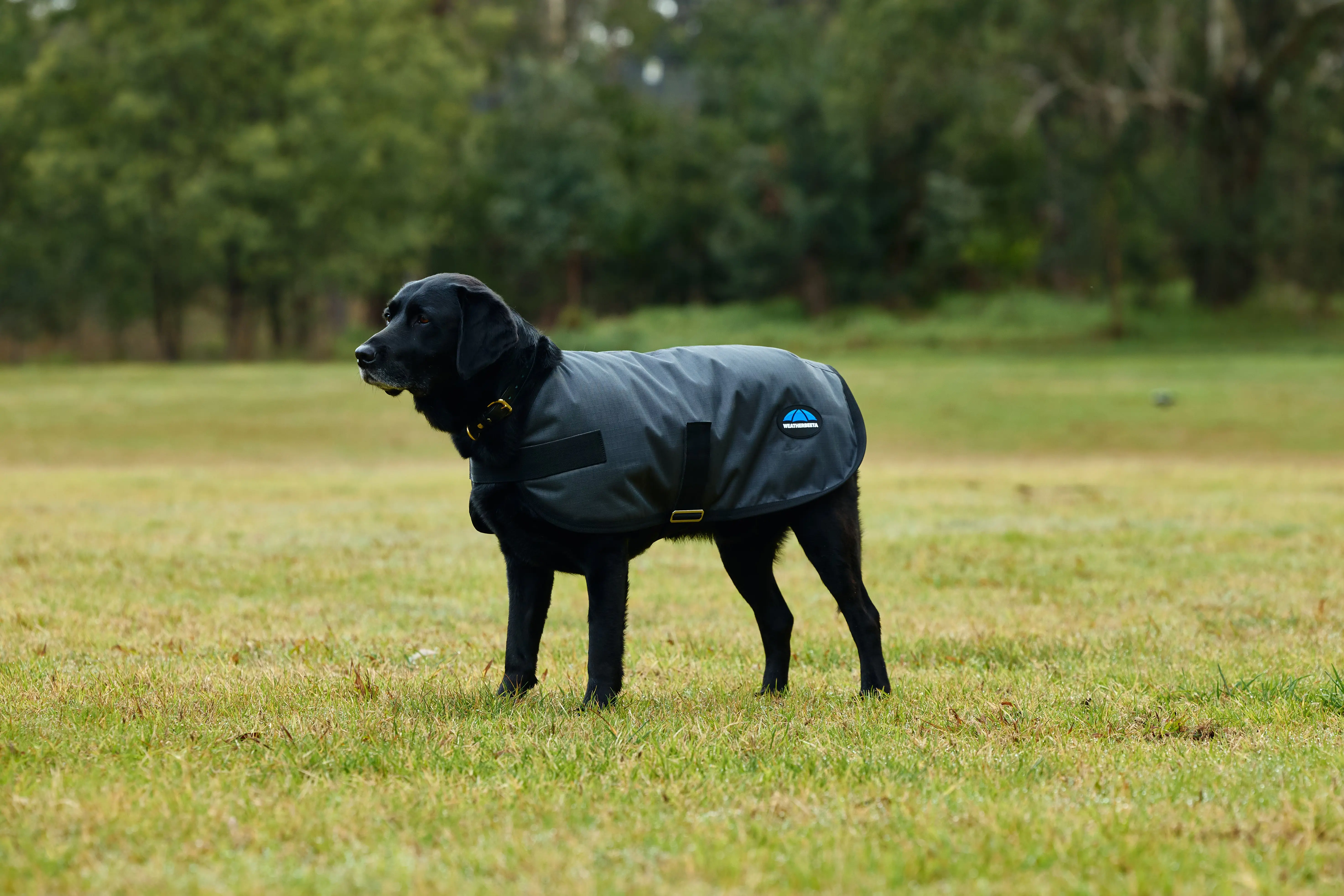Weatherbeeta Comfitec Classic Waterproof Dog Coat Charcoal - Image 6