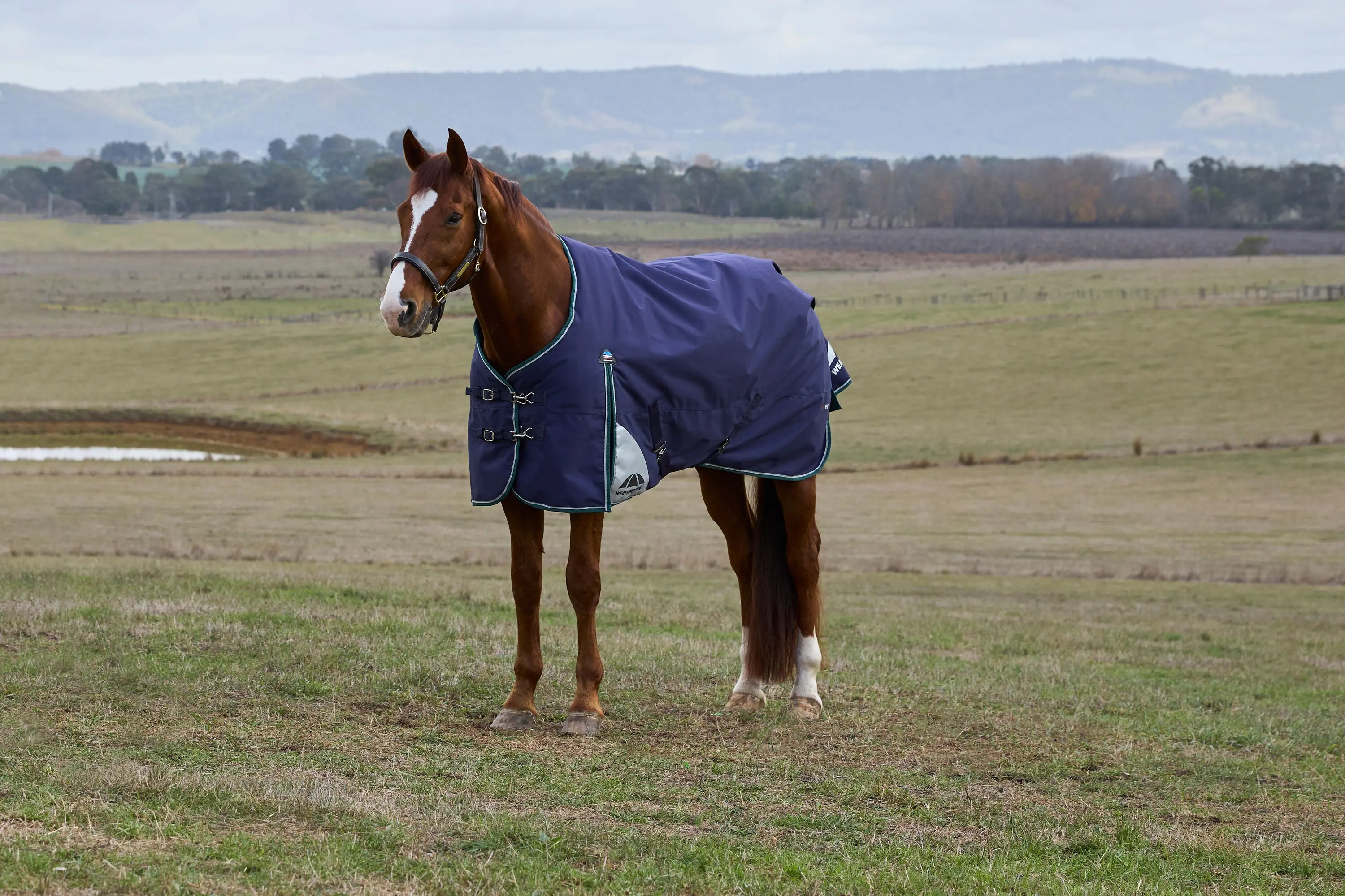 Weatherbeeta Comfitec Plus Dynamic Turnout 100G Navy/ Forest Green - Image 2