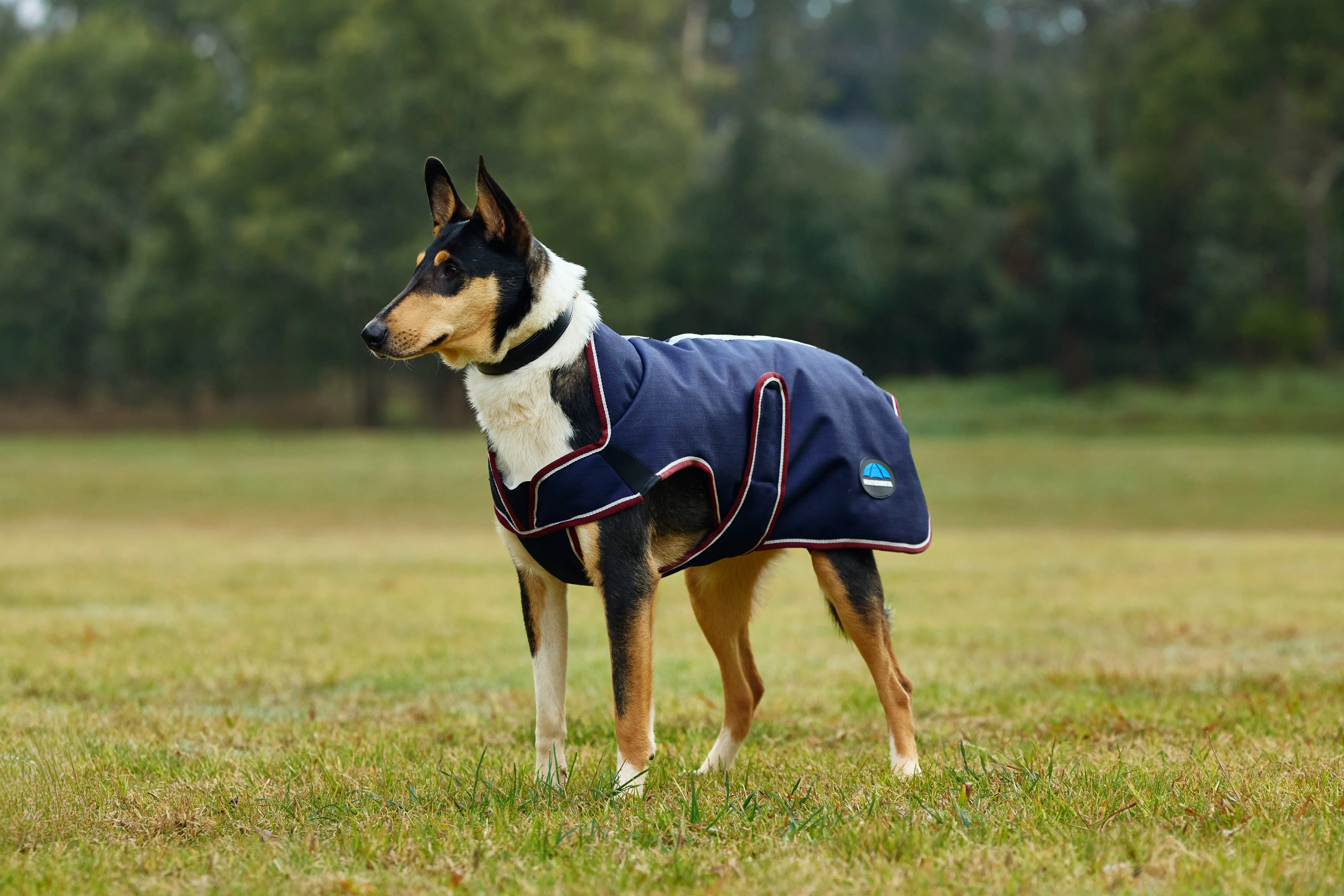 Weatherbeeta Comfitec Premier Deluxe Waterproof Dog Coat Navy/ Burgundy - Image 8