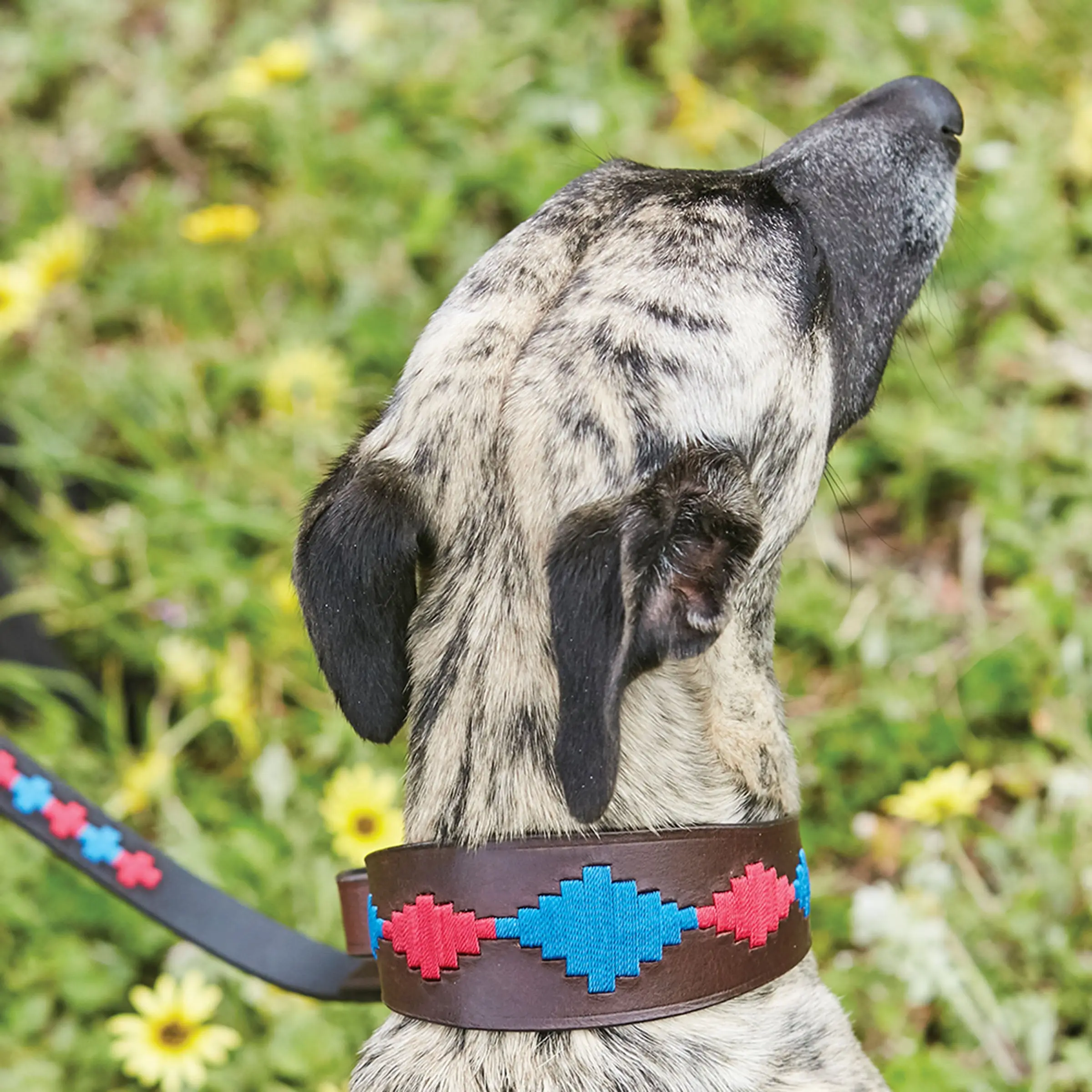 Weatherbeeta Lurcher Polo Leather Dog Collar Beaufort Brown/Purple/Teal - Image 2