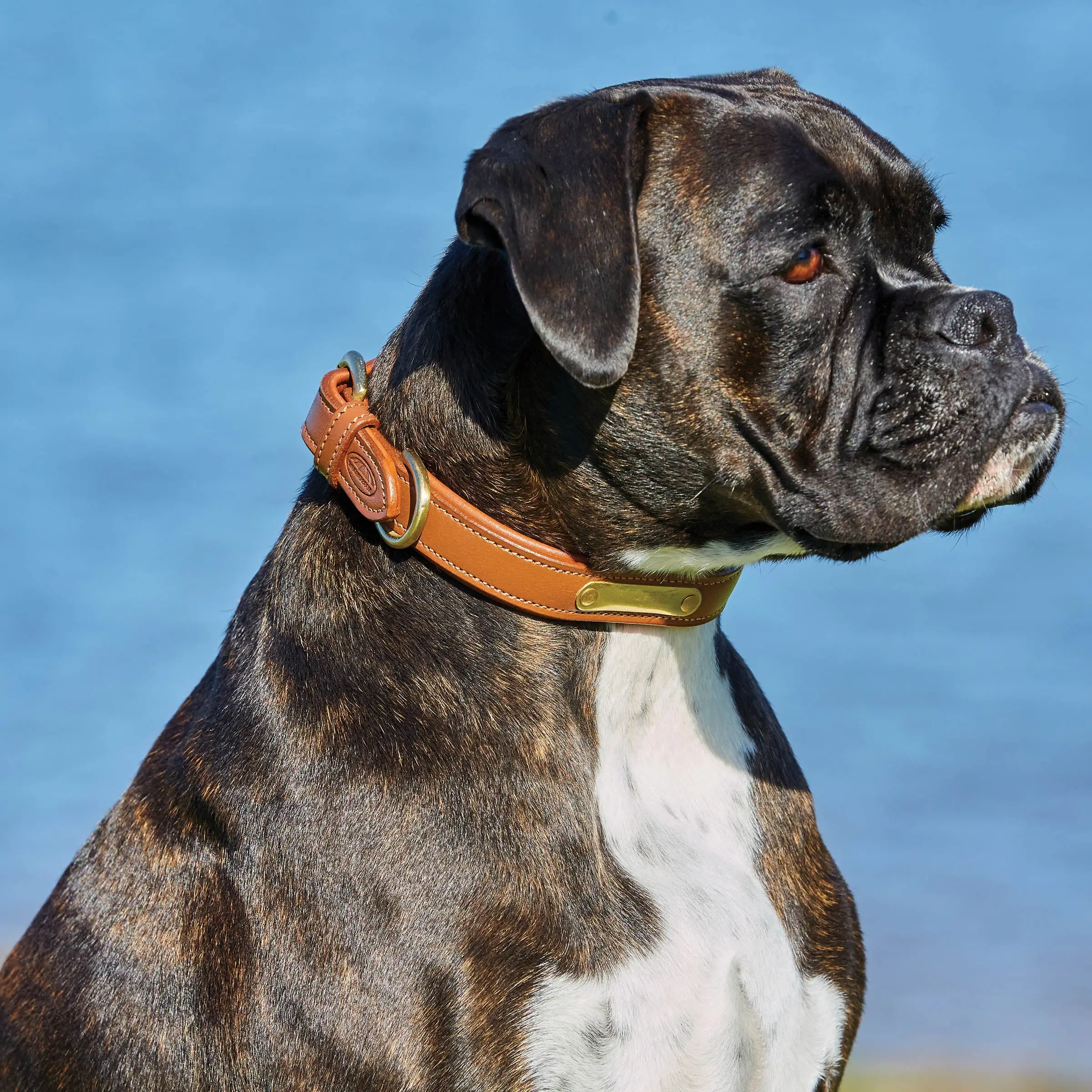 Weatherbeeta Padded Leather Black Dog Collar - Image 4