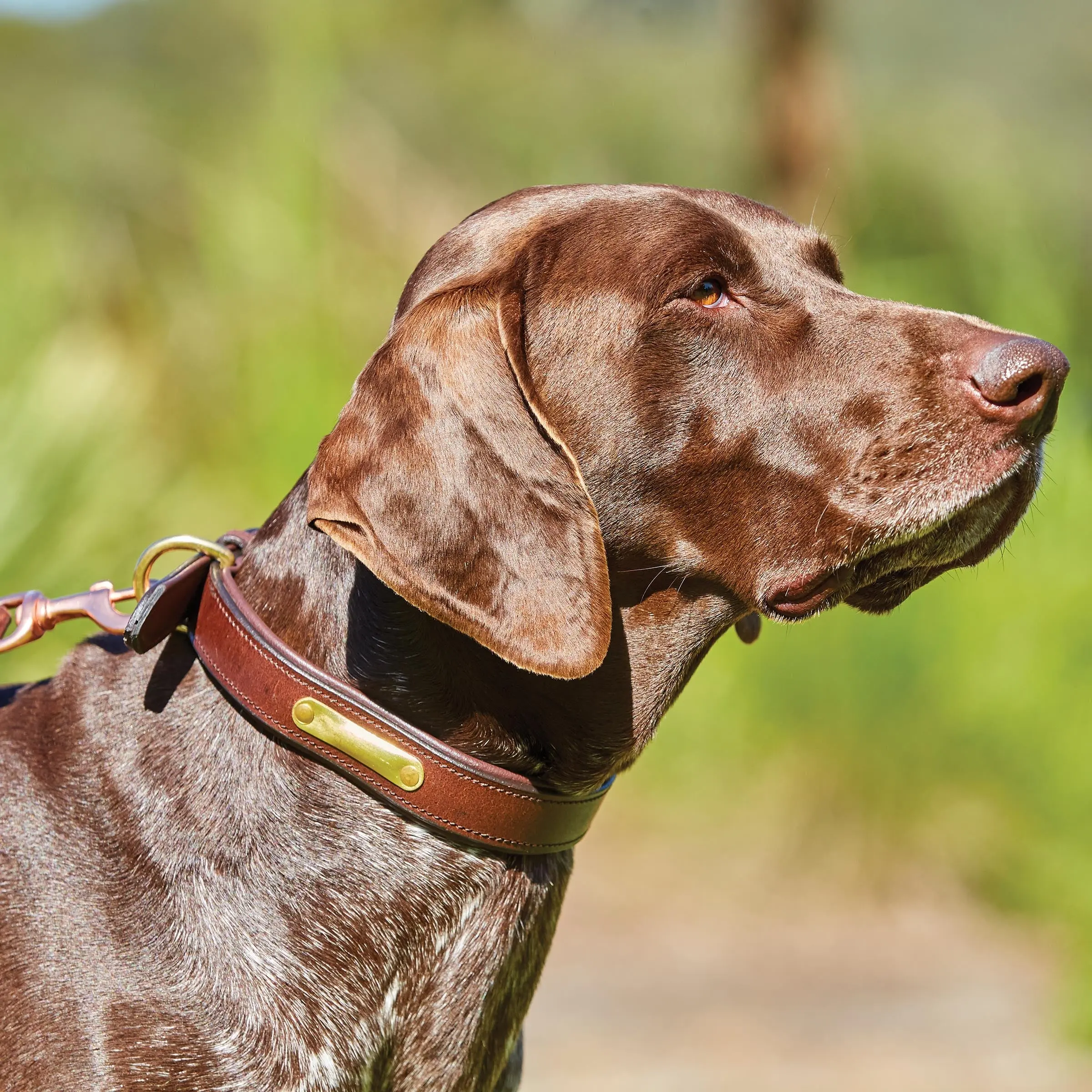 Weatherbeeta Padded Leather Brown Dog Collar - Image 3