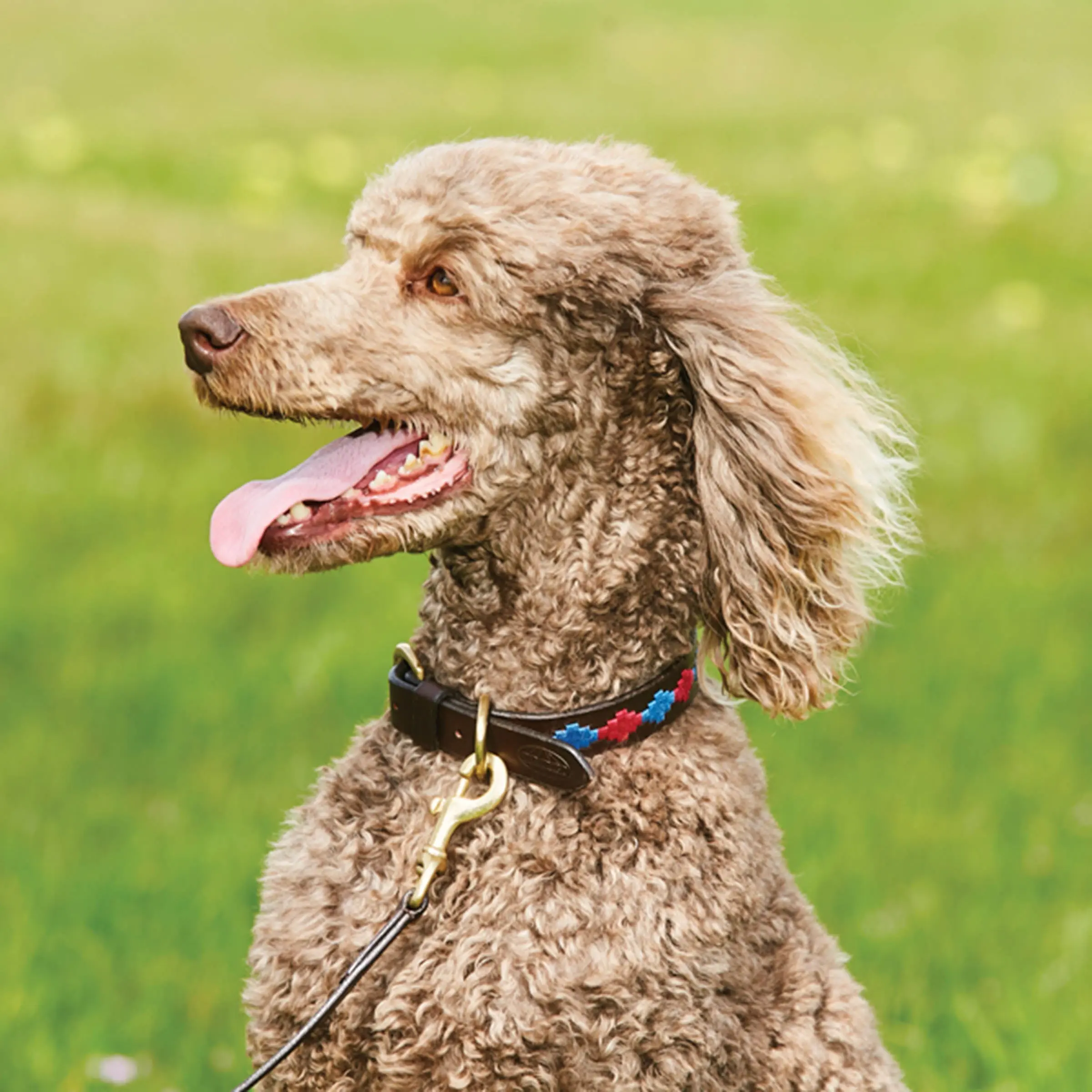 Weatherbeeta Polo Leather Cowdray Brown/Blue/Blue Dog Collar - Image 3