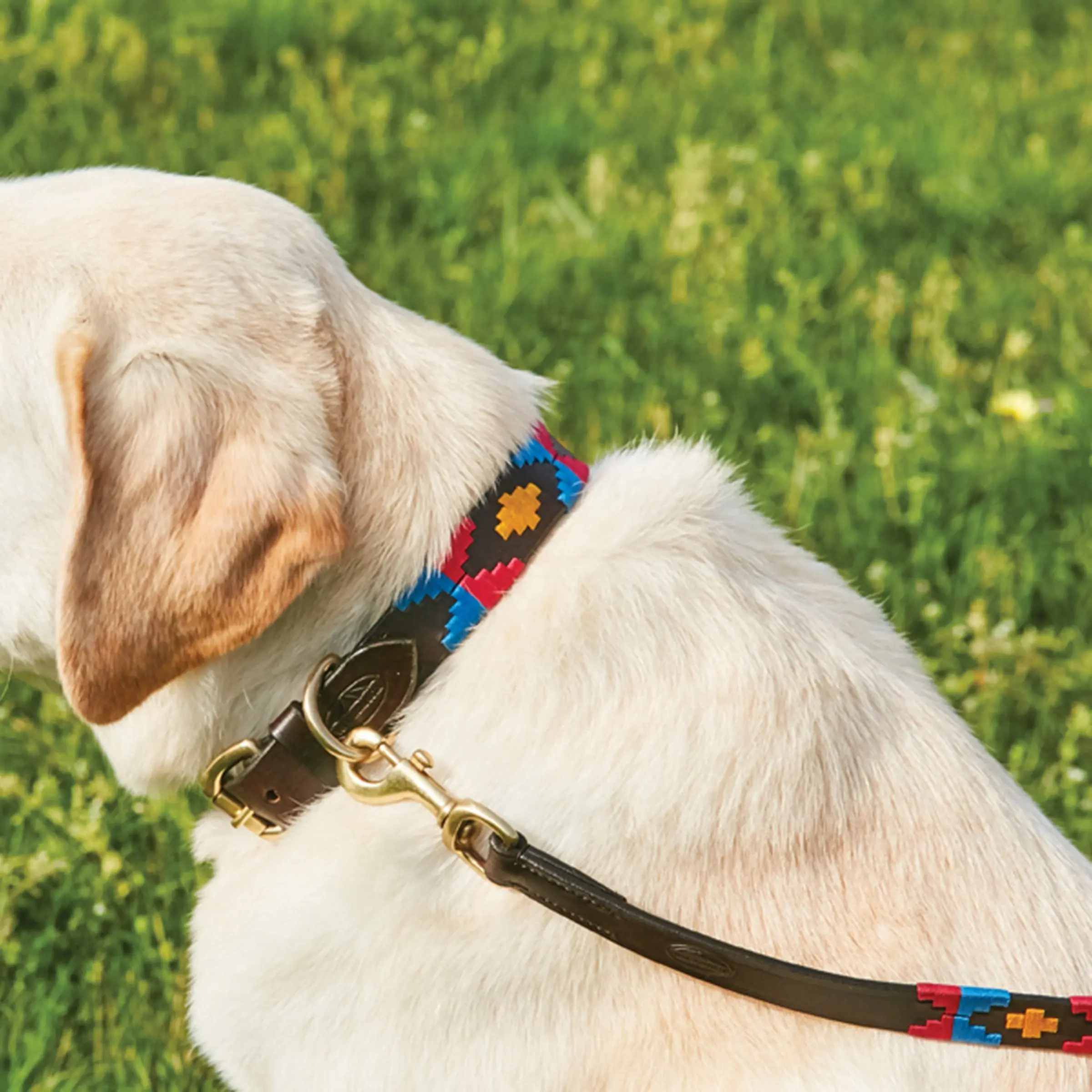 Weatherbeeta Polo Leather Cowdray Brown/Pink/Blue/Yellow Dog Lead - Image 3