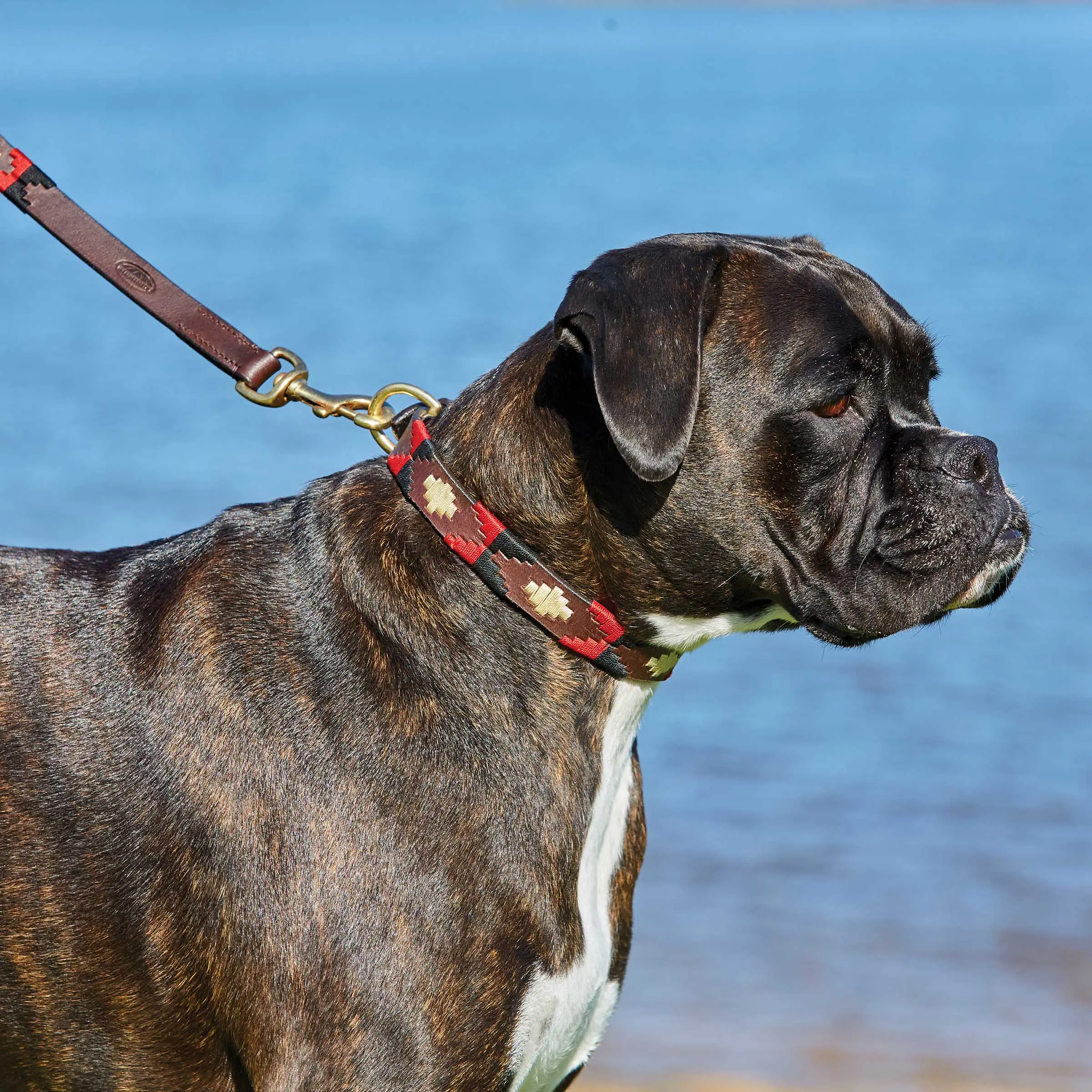 Weatherbeeta Polo Leather Dog Collar Beaufort Brown/Emerald/Pink/Blue - Image 7