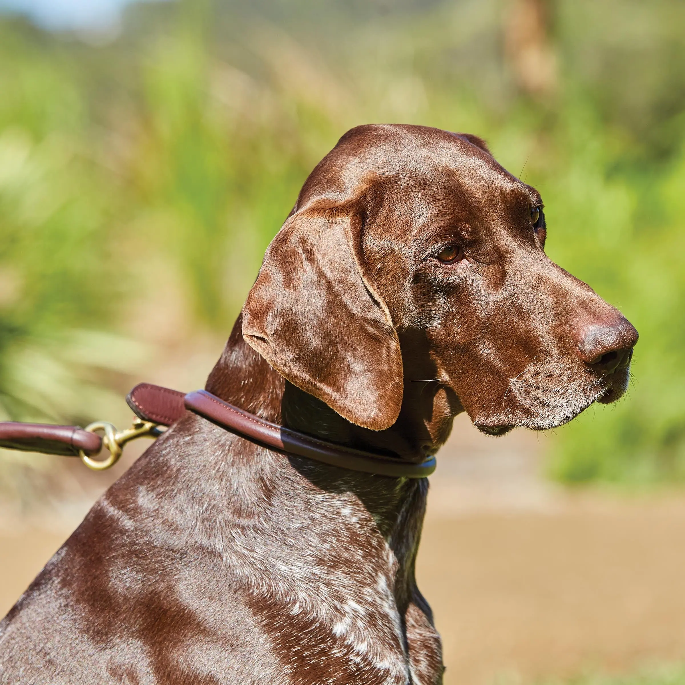 Weatherbeeta Rolled Leather Black Dog Collar - Image 7
