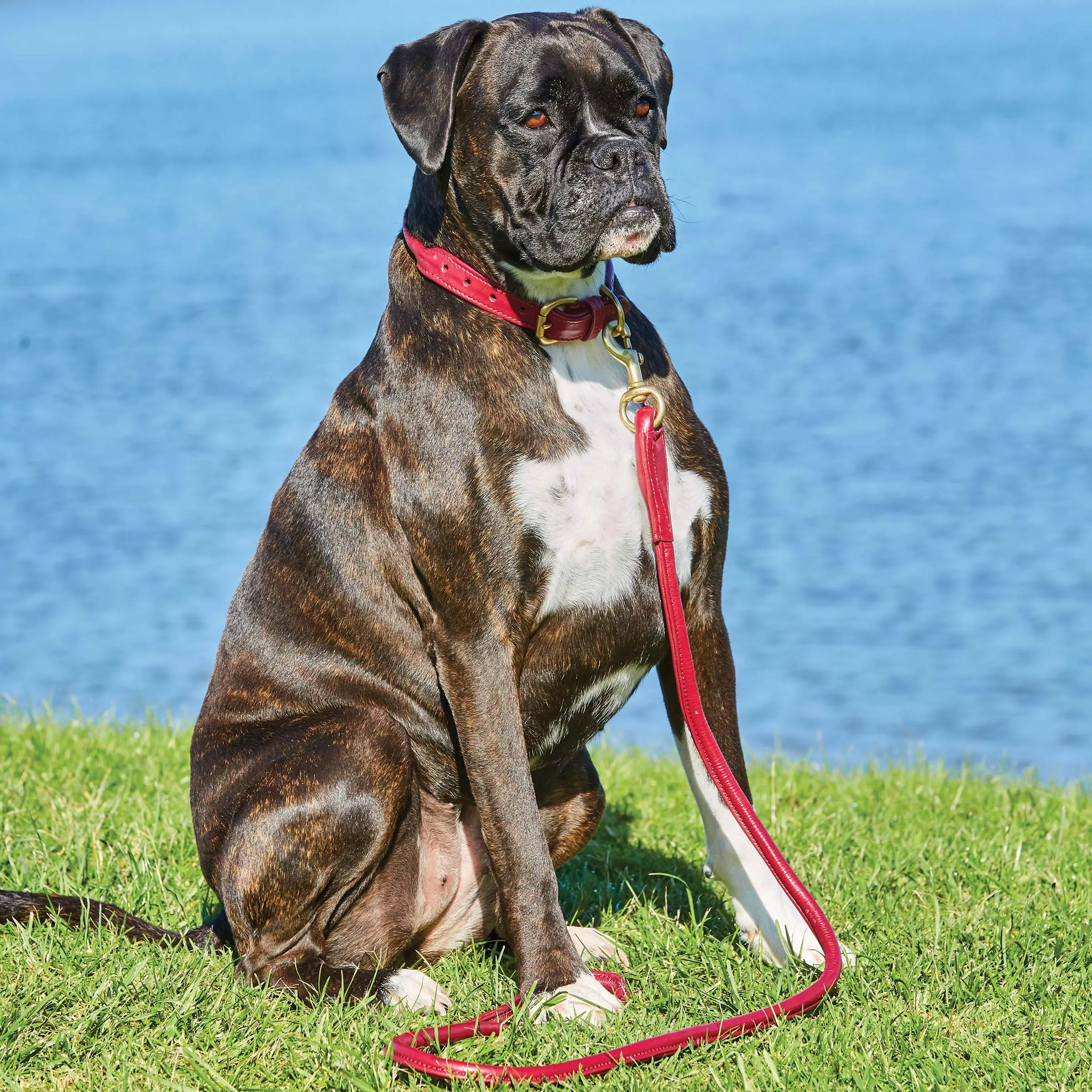 Weatherbeeta Rolled Leather Maroon Dog Collar - Image 14