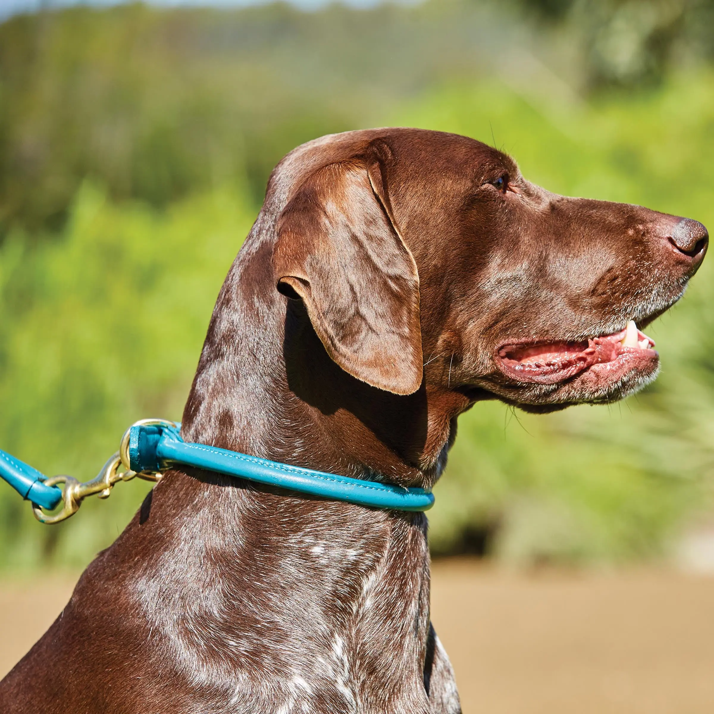 Weatherbeeta Rolled Leather Tan Dog Collar - Image 10