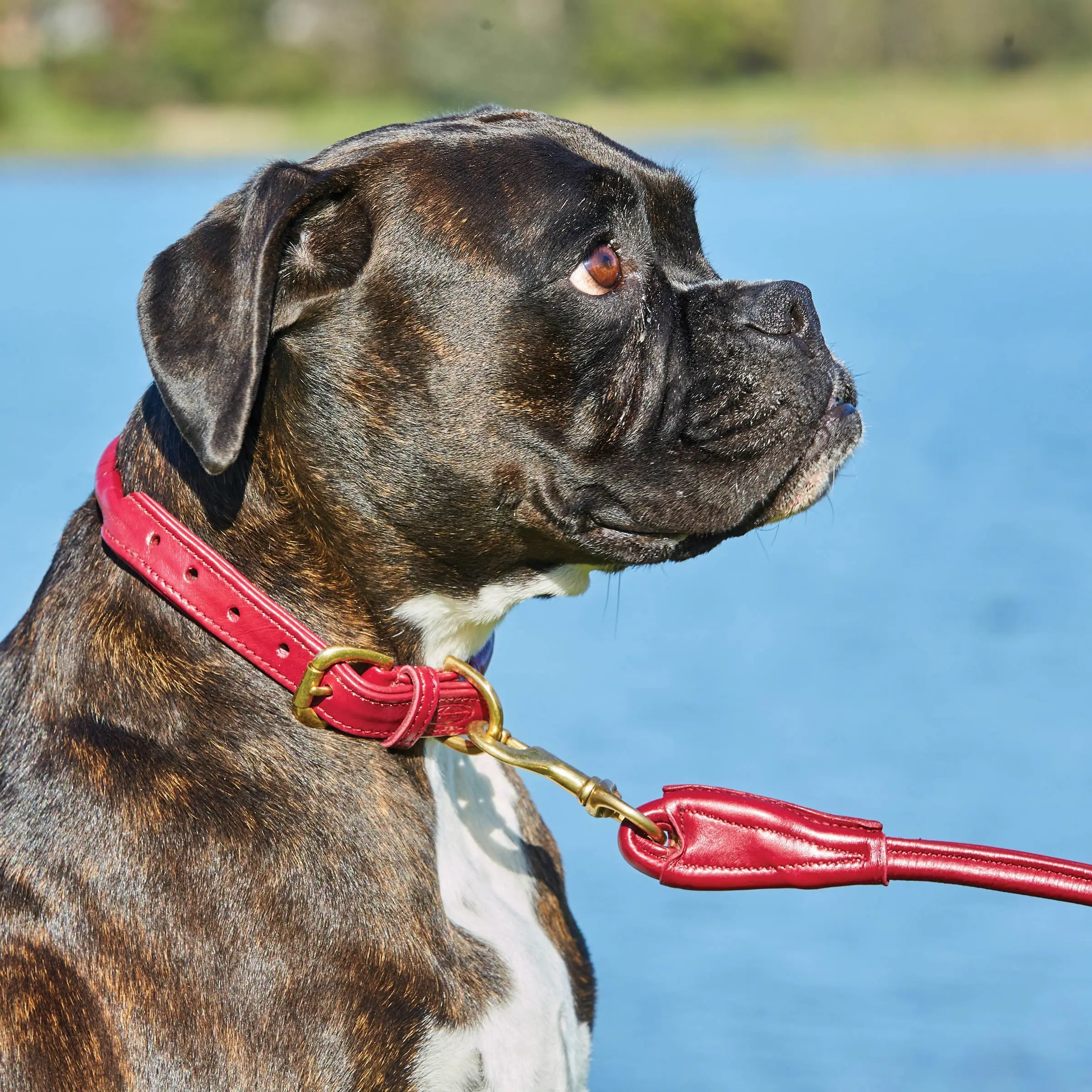 Weatherbeeta Rolled Leather Teal Dog Collar - Image 8
