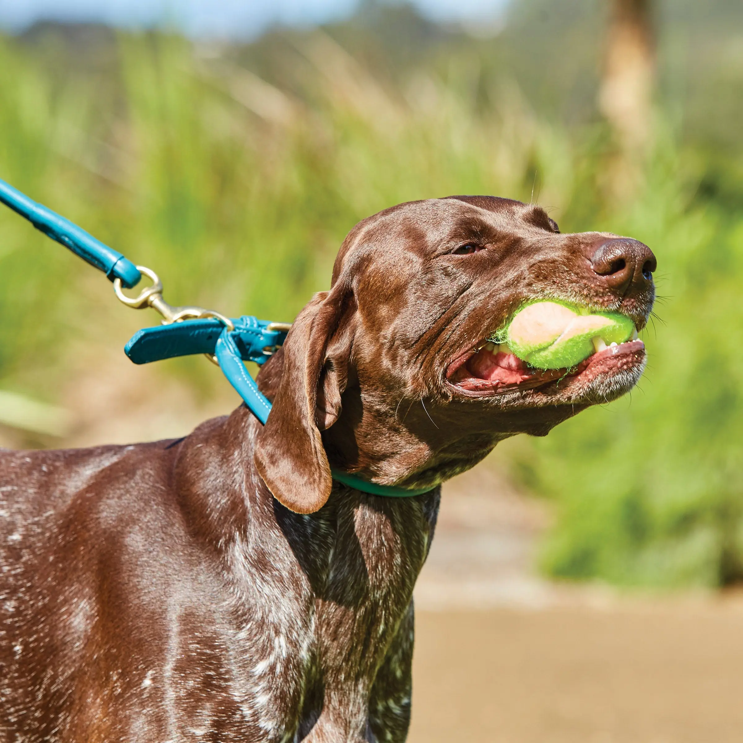 Weatherbeeta Rolled Leather Teal Dog Collar - Image 9