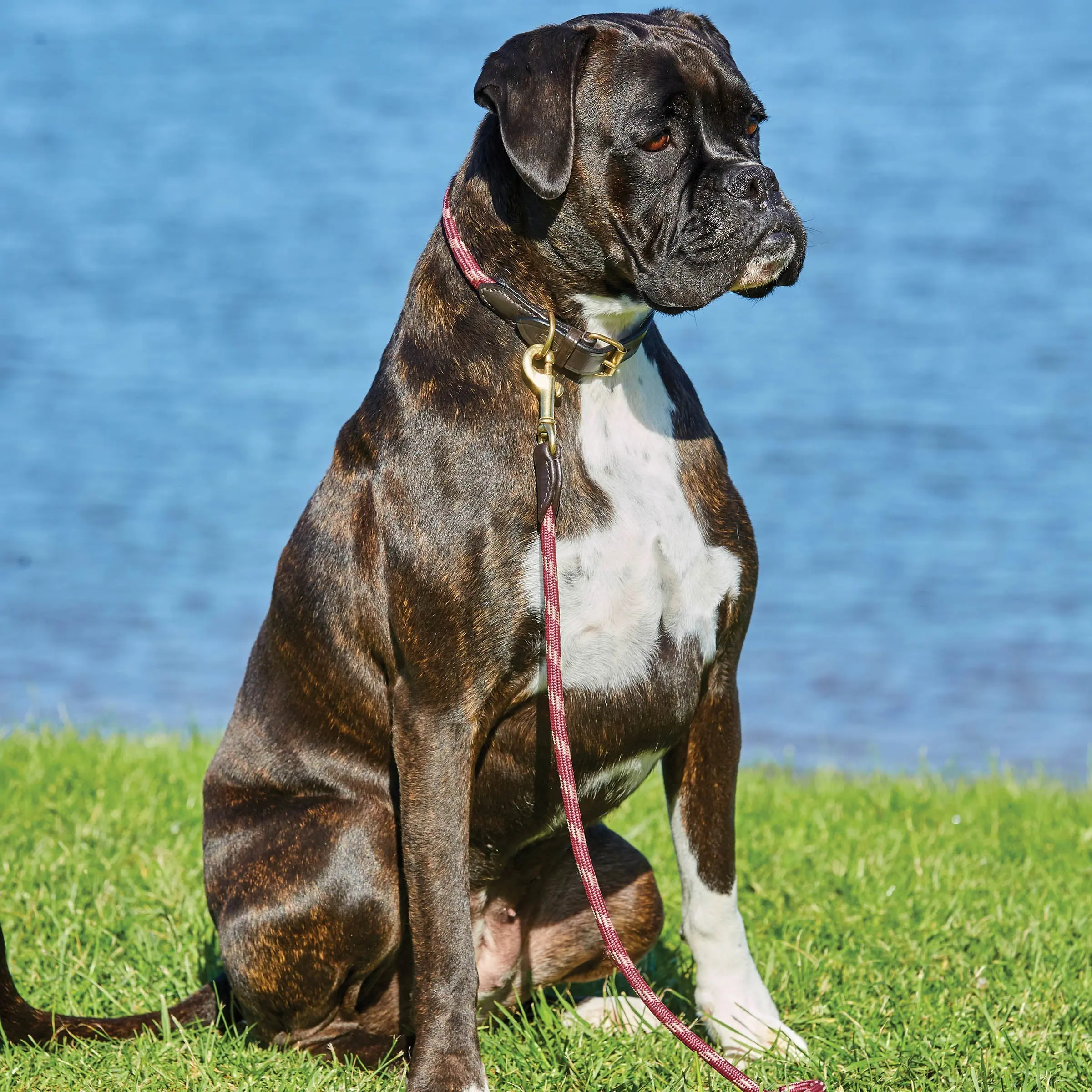 Weatherbeeta Rope Leather Hunter Green/Brown Dog Collar - Image 6
