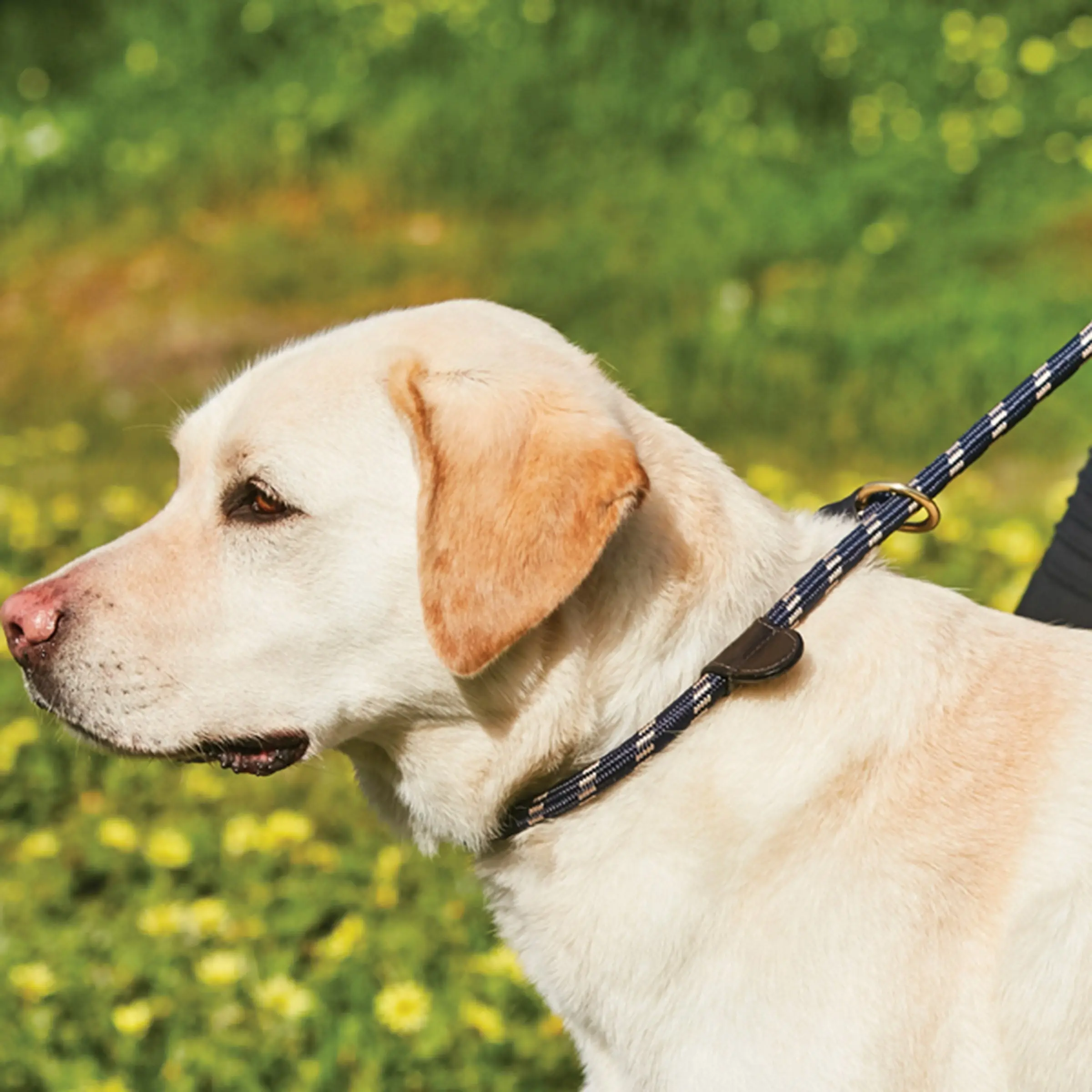 Weatherbeeta Rope Leather Slip Hunter Green/Brown Dog Lead - Image 2