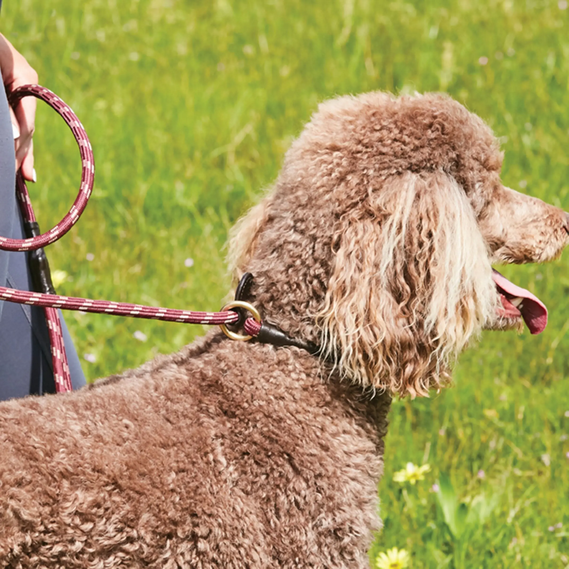 Weatherbeeta Rope Leather Slip Hunter Green/Brown Dog Lead - Image 4