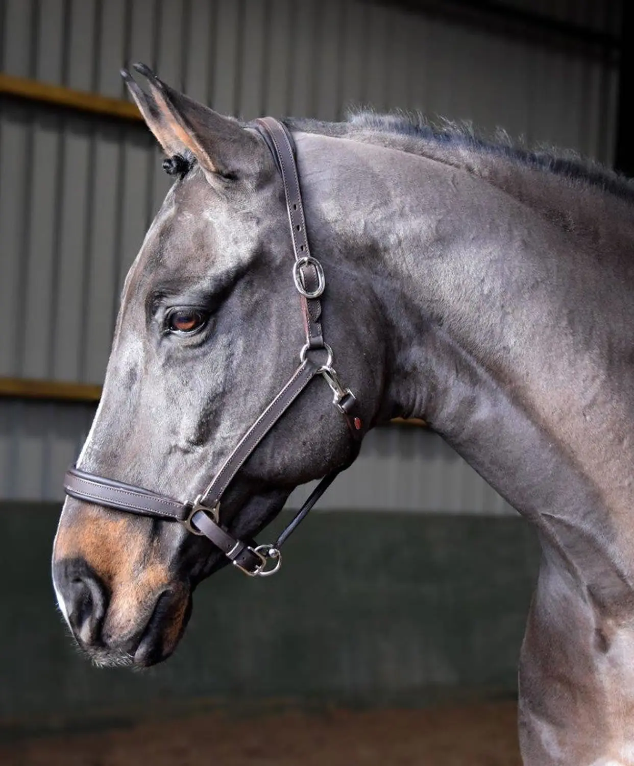 Whitaker Ready To Ride Leather Headcollar Black